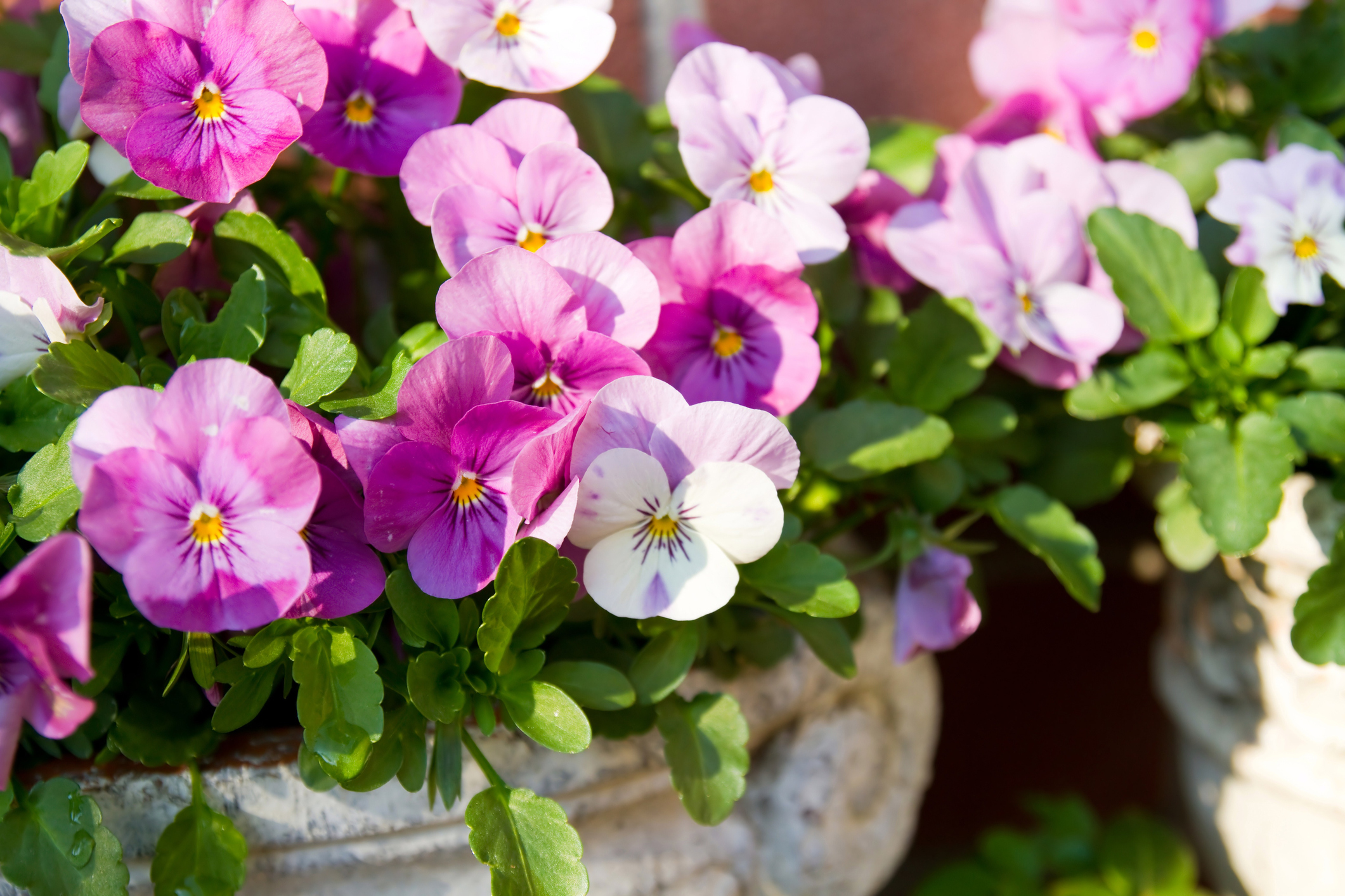 Hornveilchen pflanzen und pflegen So geht das OBI