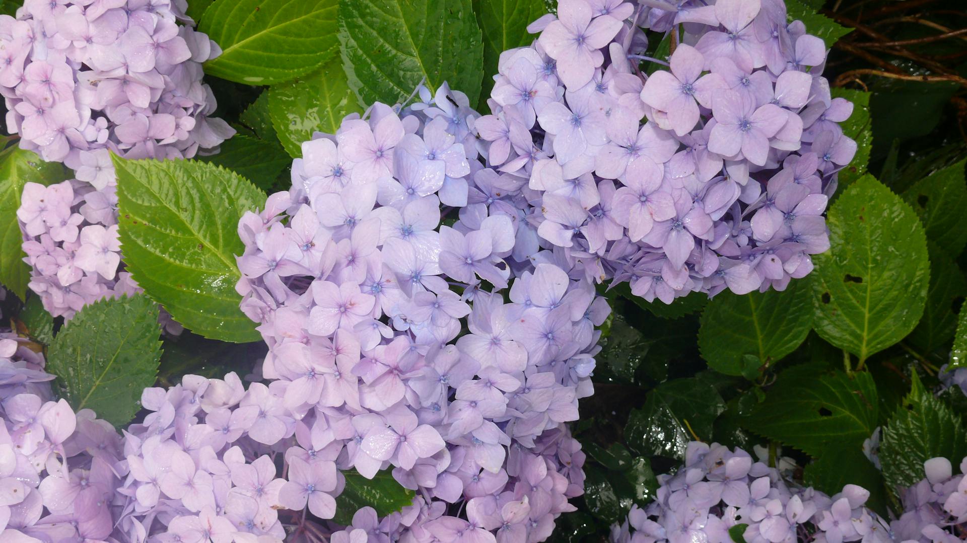 Hortensie „Endless Summer“