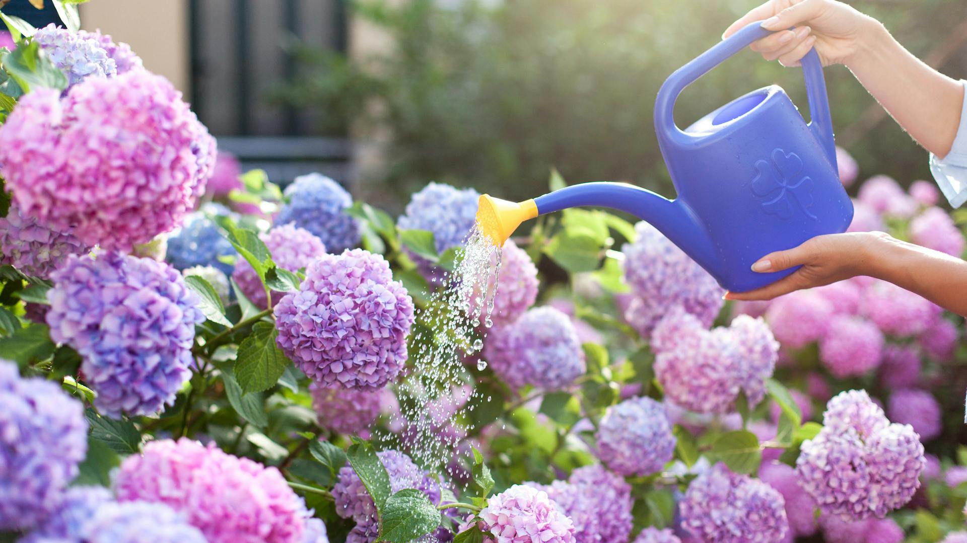 Eine Person gießt Hortensien mit einer Gießkanne.