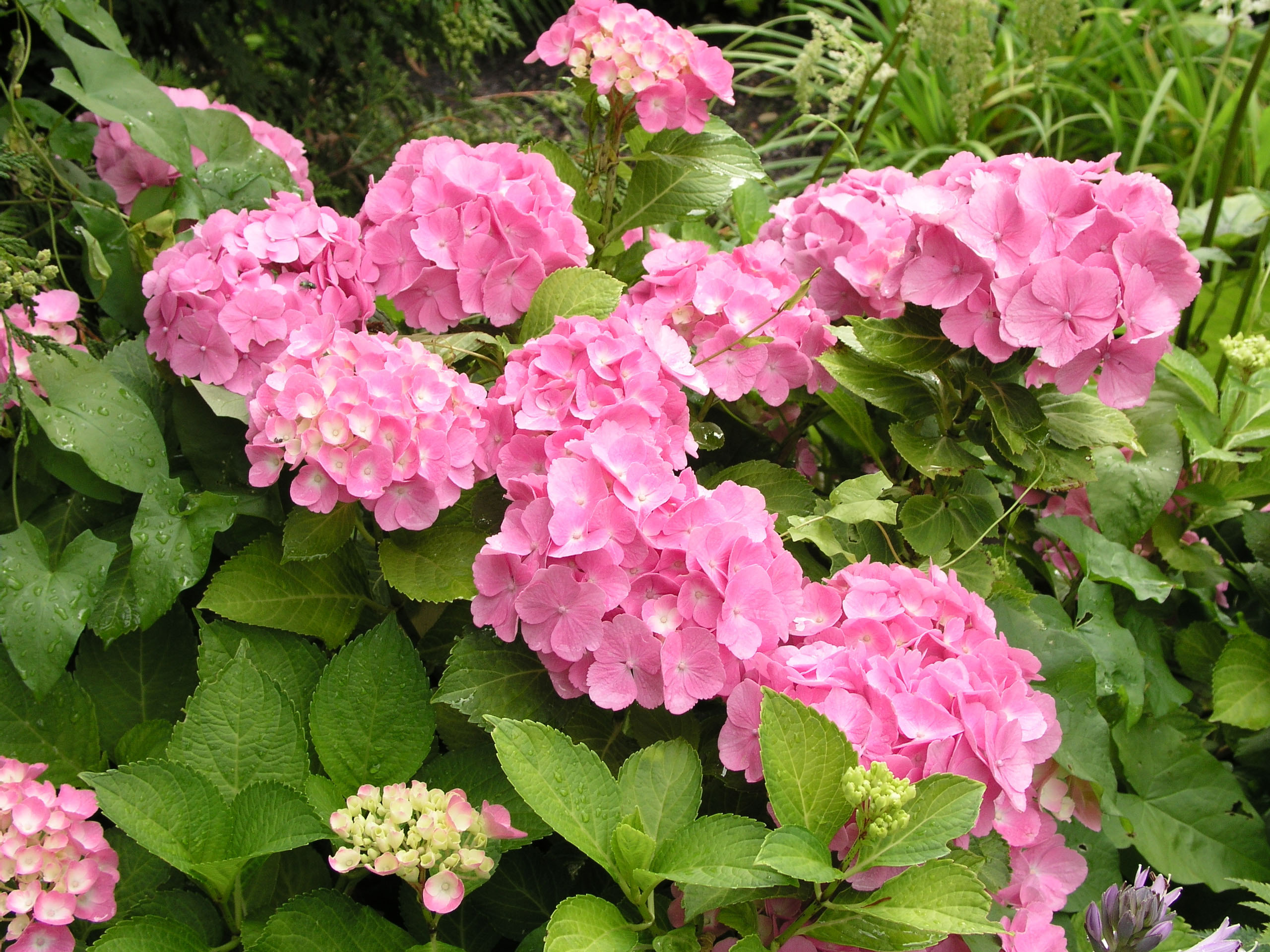 Hortensien blühen nicht Gründe, Hilfe & Tipps OBI