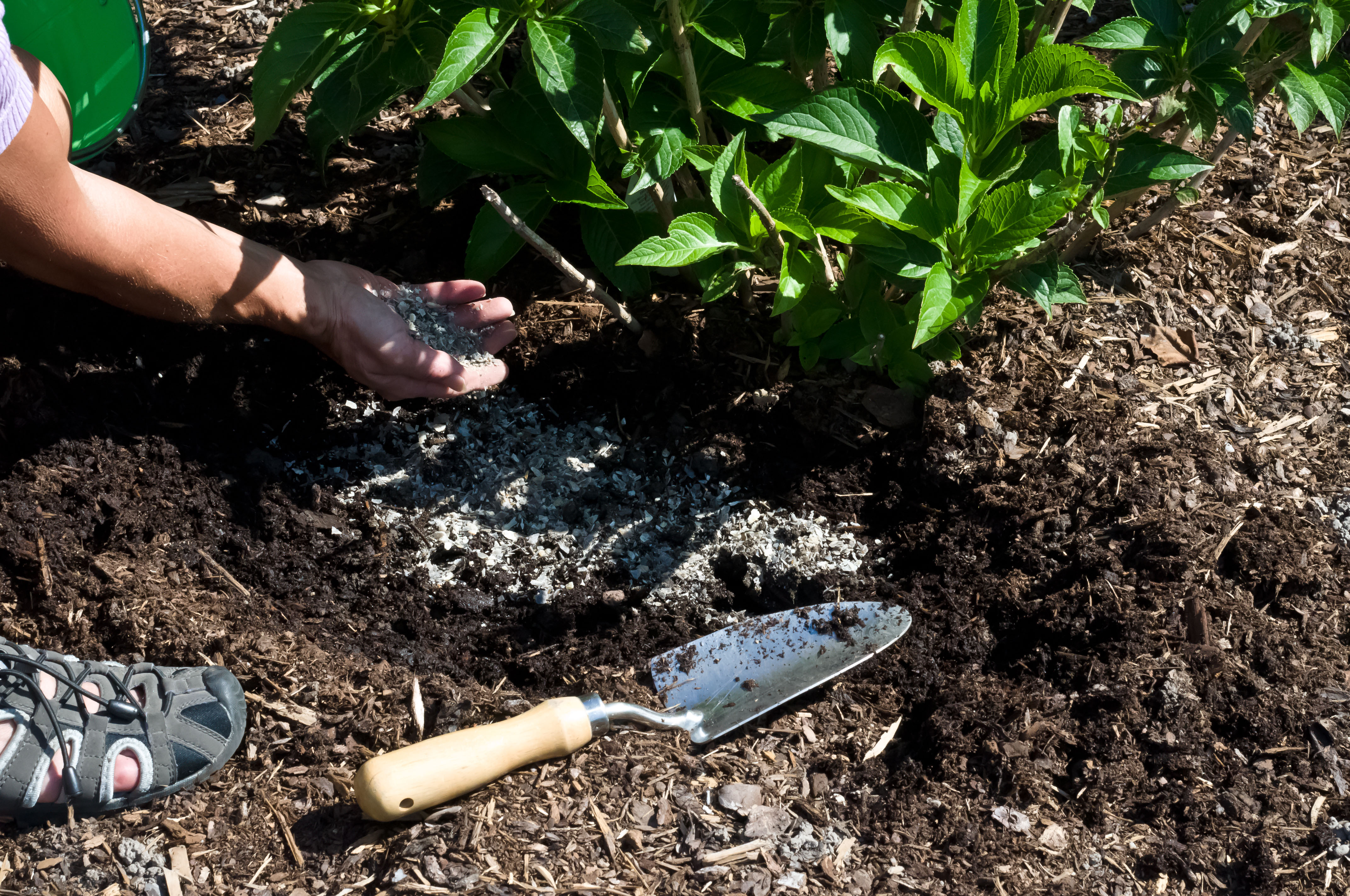 Hortensien mit Hornspänen düngen