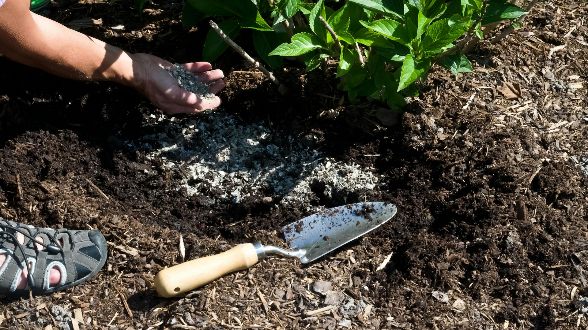 Hortensien mit Hornspänen düngen