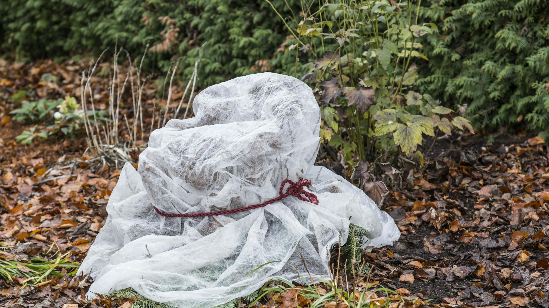 Hortensie mit Gartenvlies