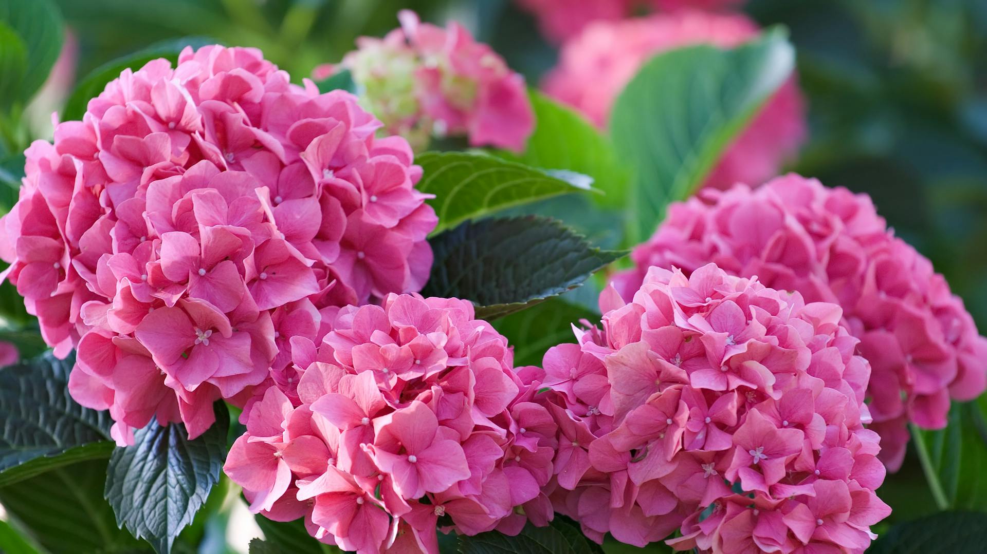 Eine Hortensie blüht in leuchtendem Pink.