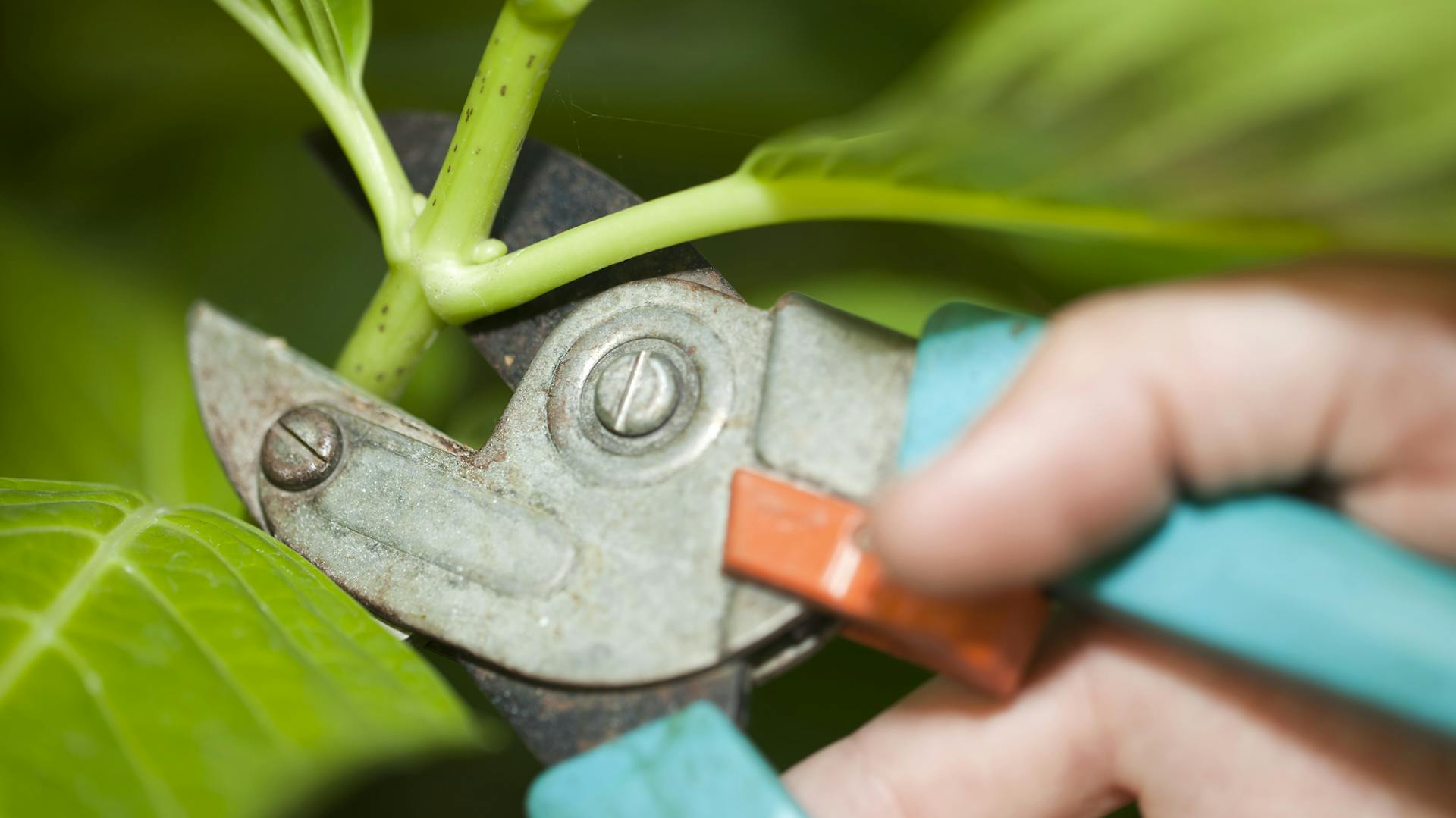 Jemand schneidet eine Hortensie mit einer Gartenschere.