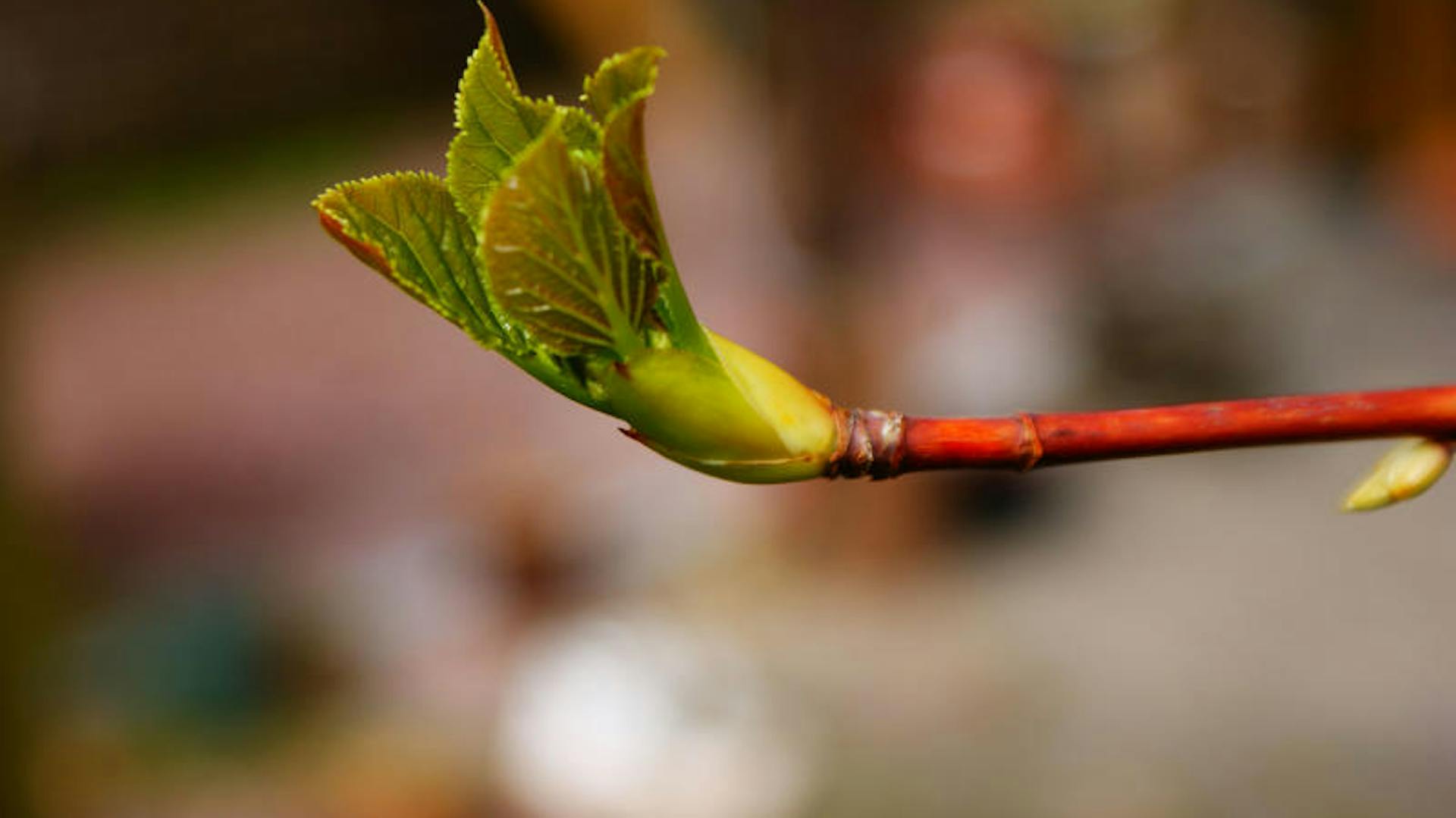 Nahaufnahme der Knospe einer Hortensie.