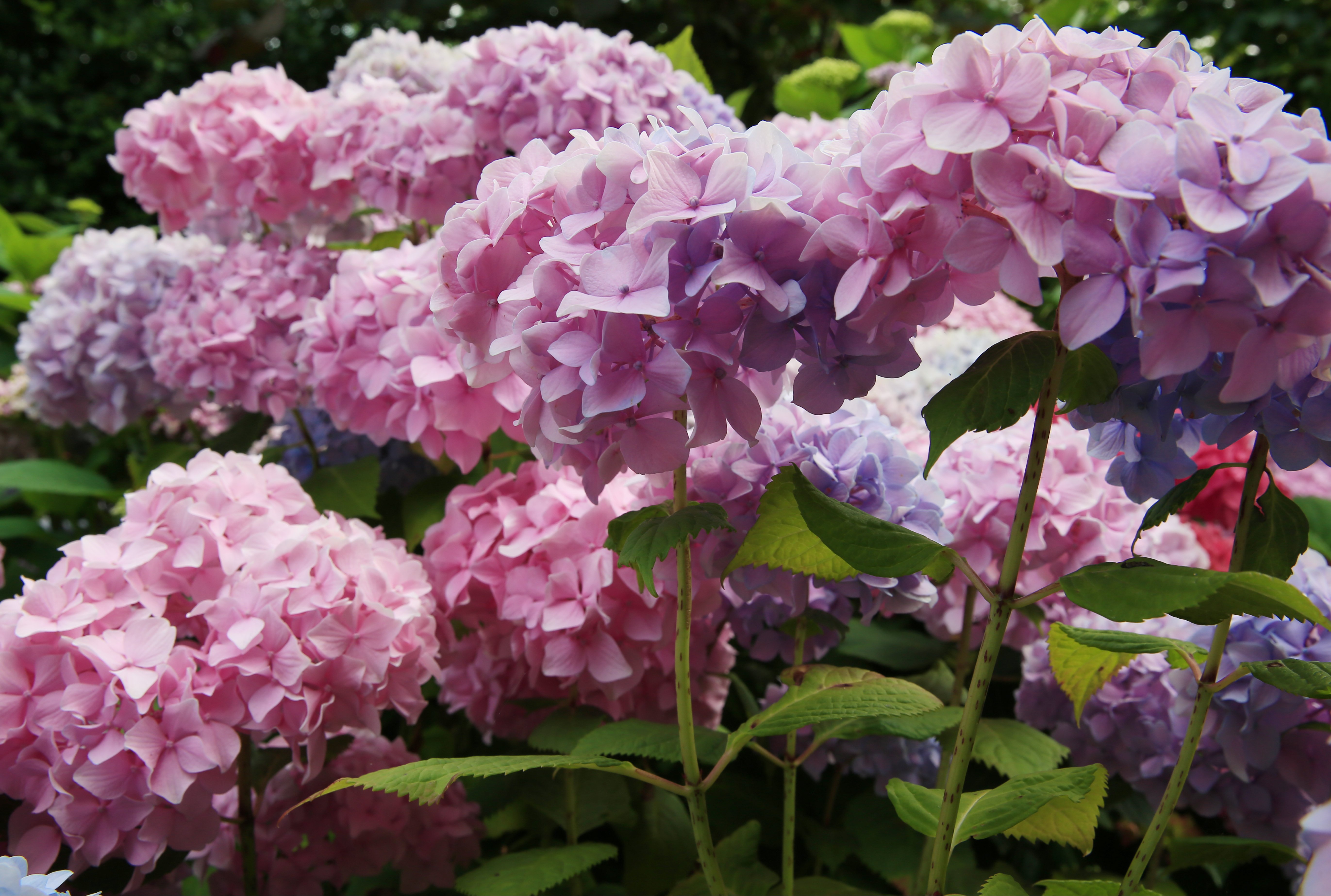 Odroda hortenzie „Endless Summer“.