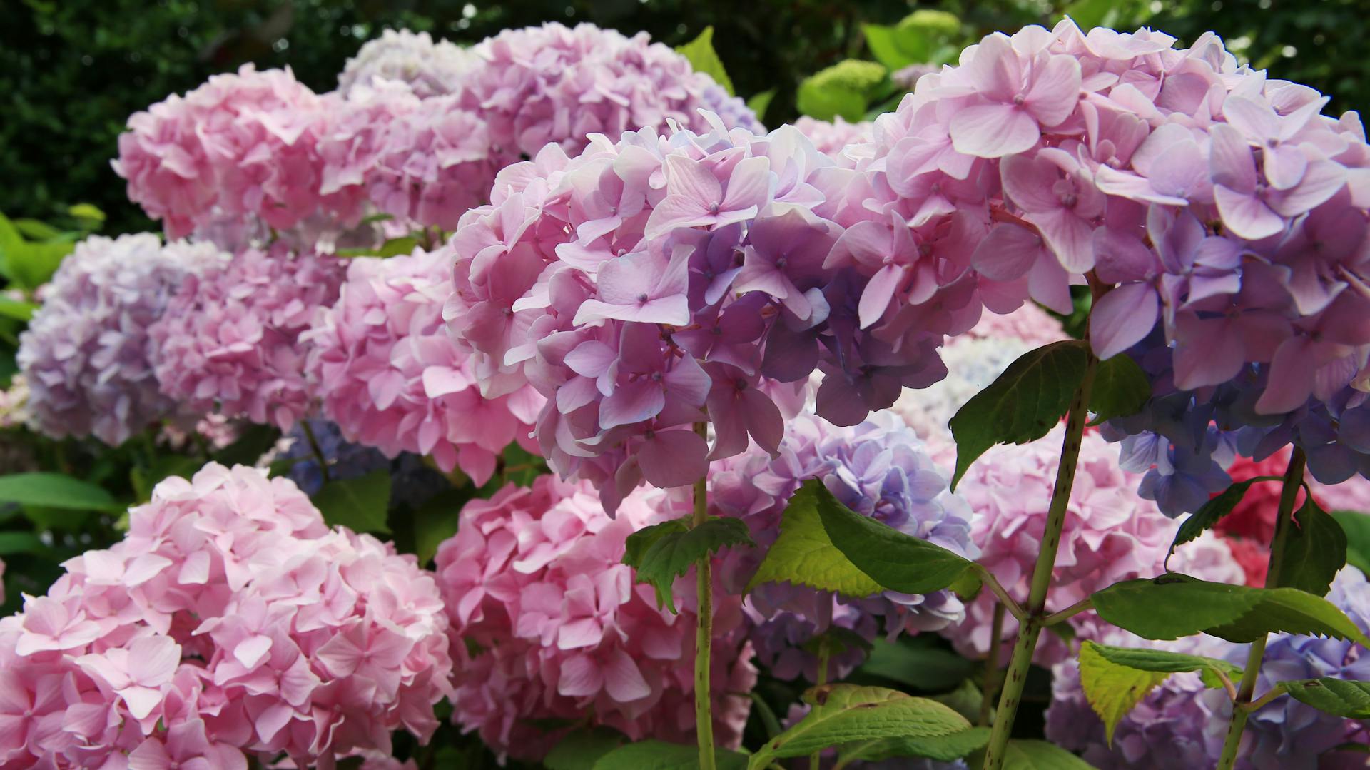 Eine Hortensie der Sorte "Endless Summer".