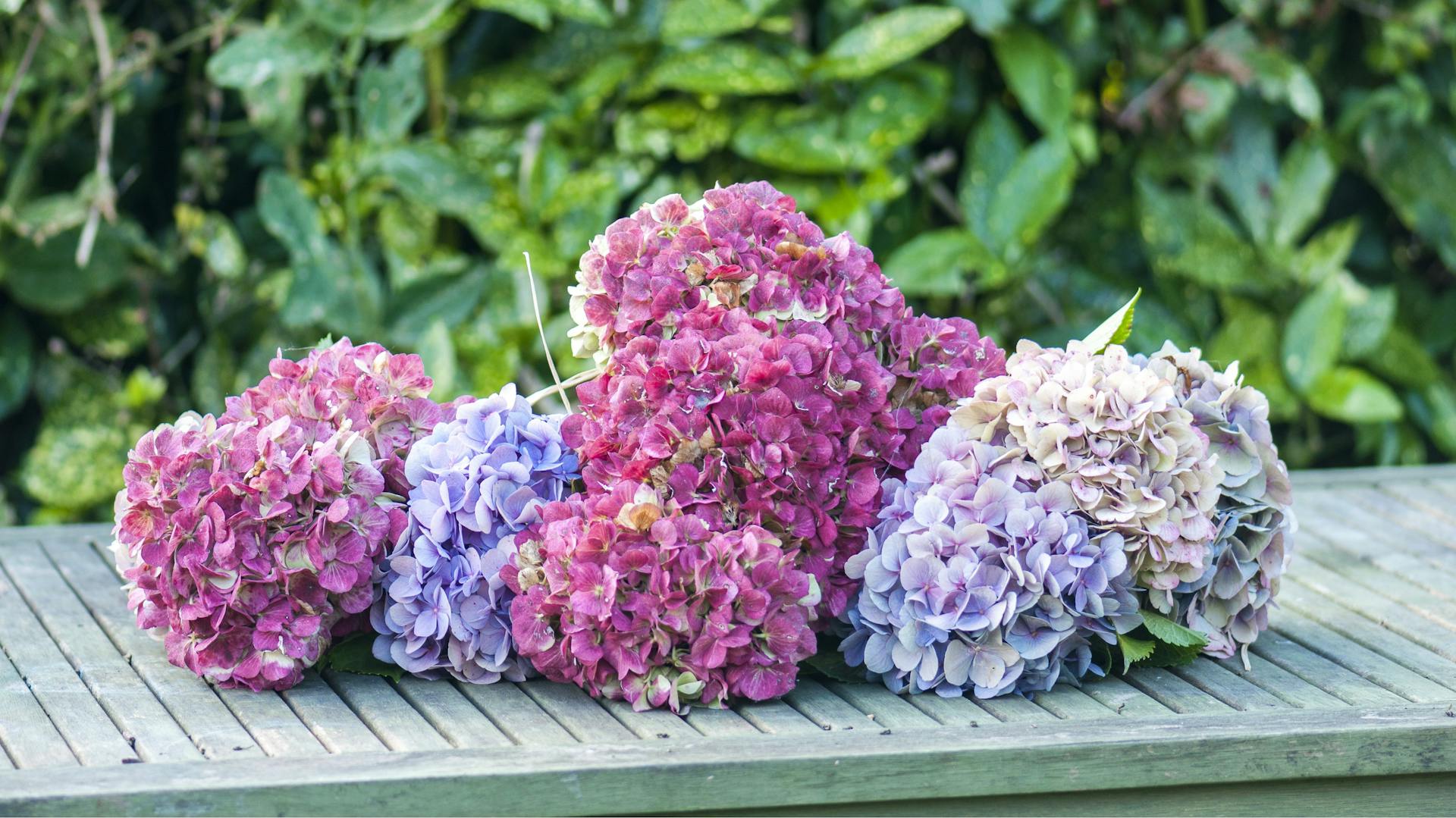 Abgeschnittene Hortensienblüten liegen auf Holz