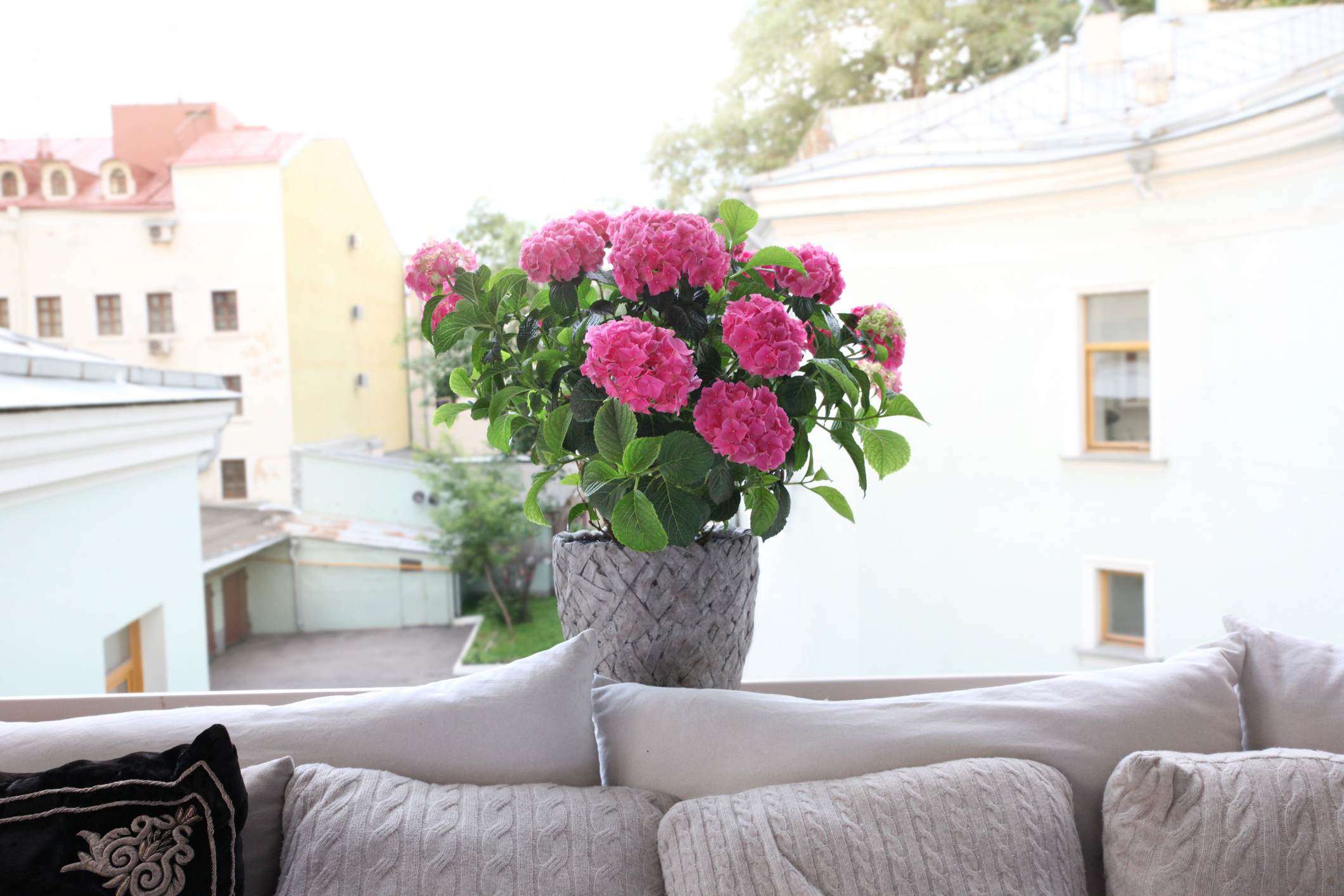 Hortensien überwintern Tipps zum Winterschutz OBI