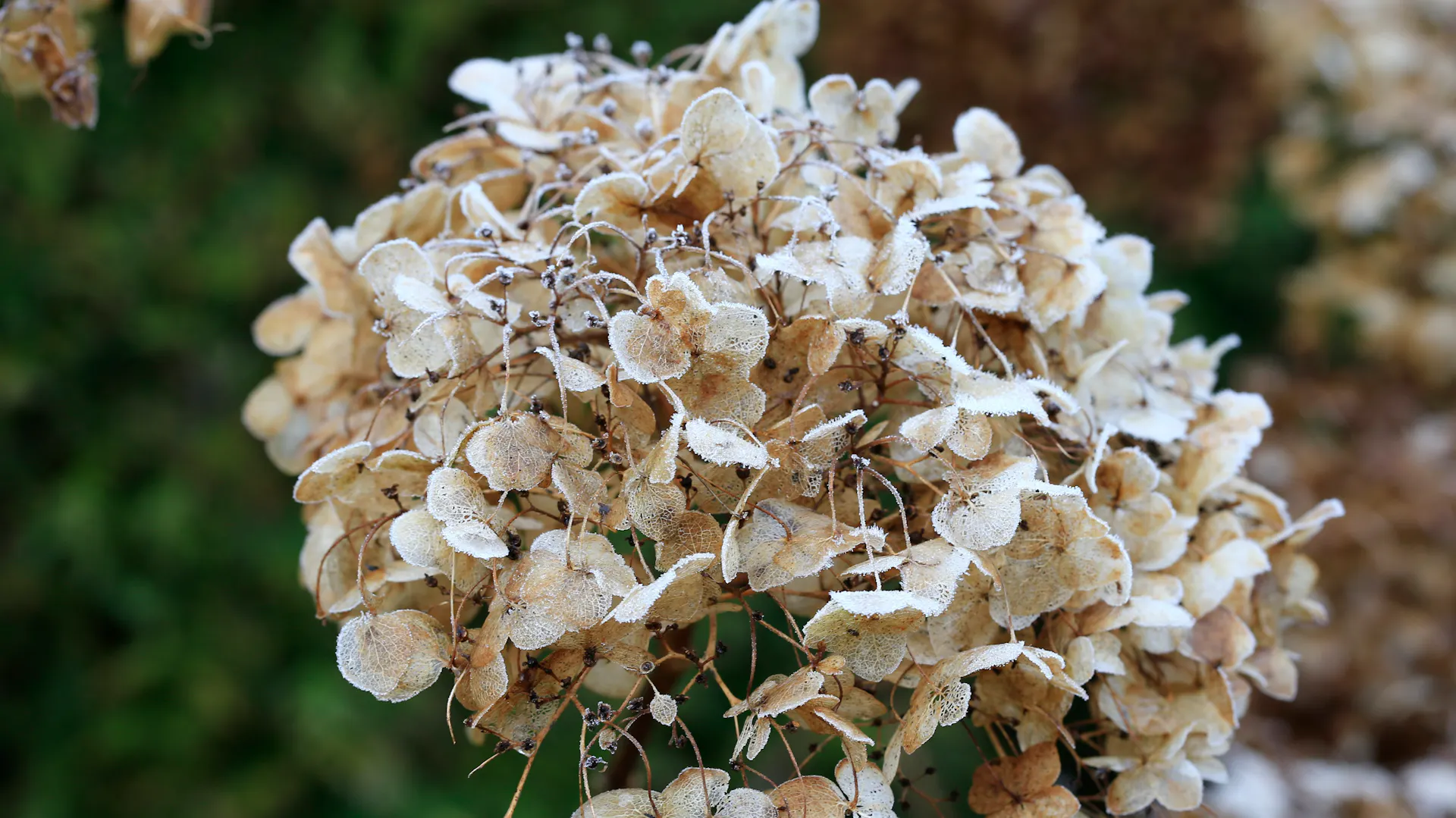 Frostüberzogener Blütenball einer Hortensie.