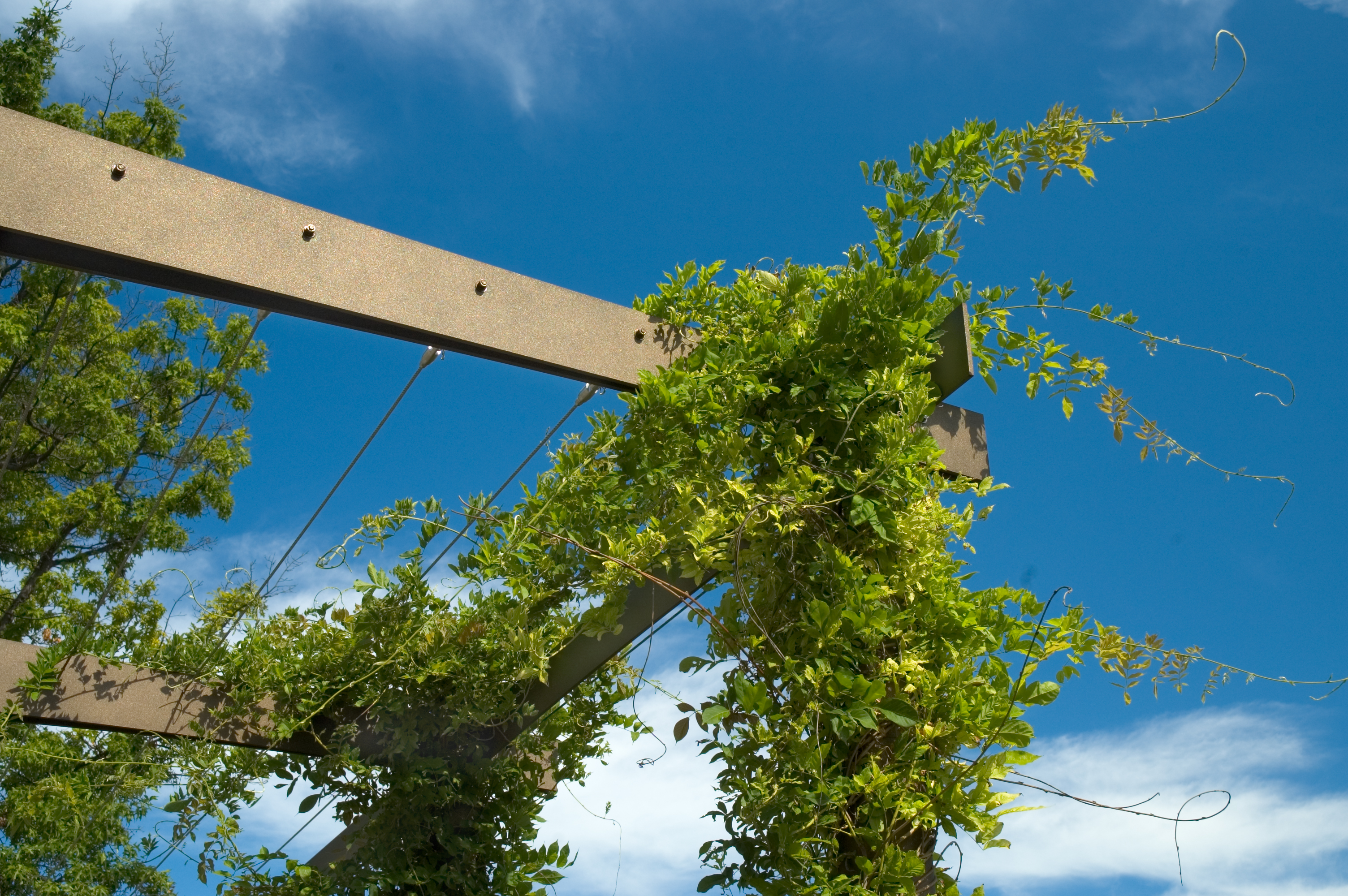 Kúszó hortenzia egy fa kúszókereten.