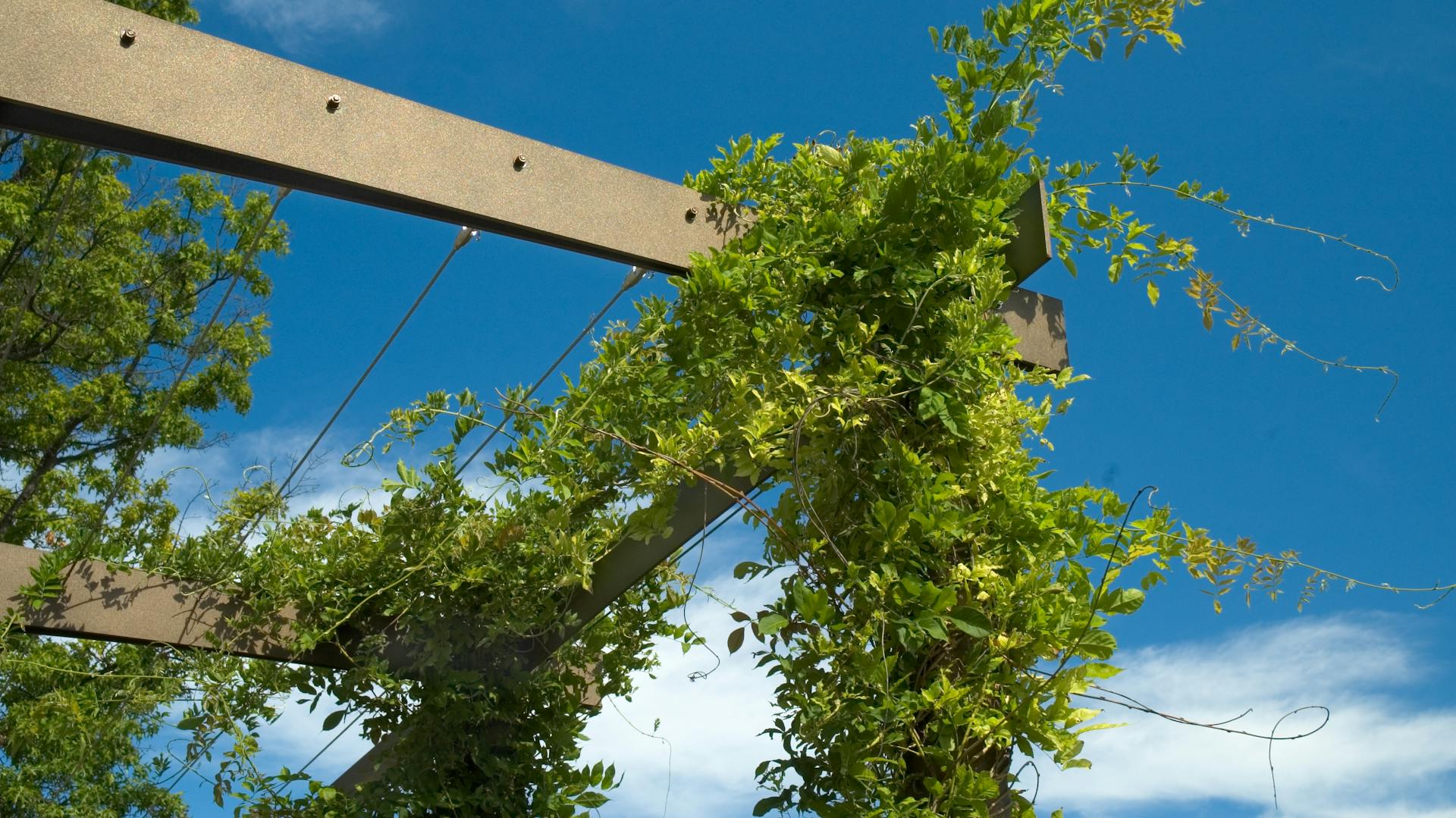 Kúszó hortenzia egy fa kúszókereten.