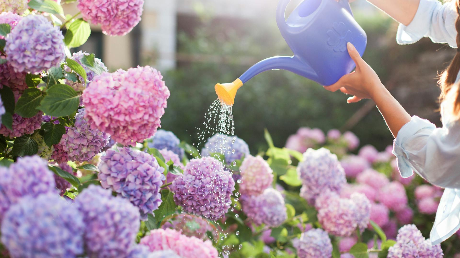 Egy nő rózsaszín-lila virágú hortenziákat öntöz kék öntözőkannával.