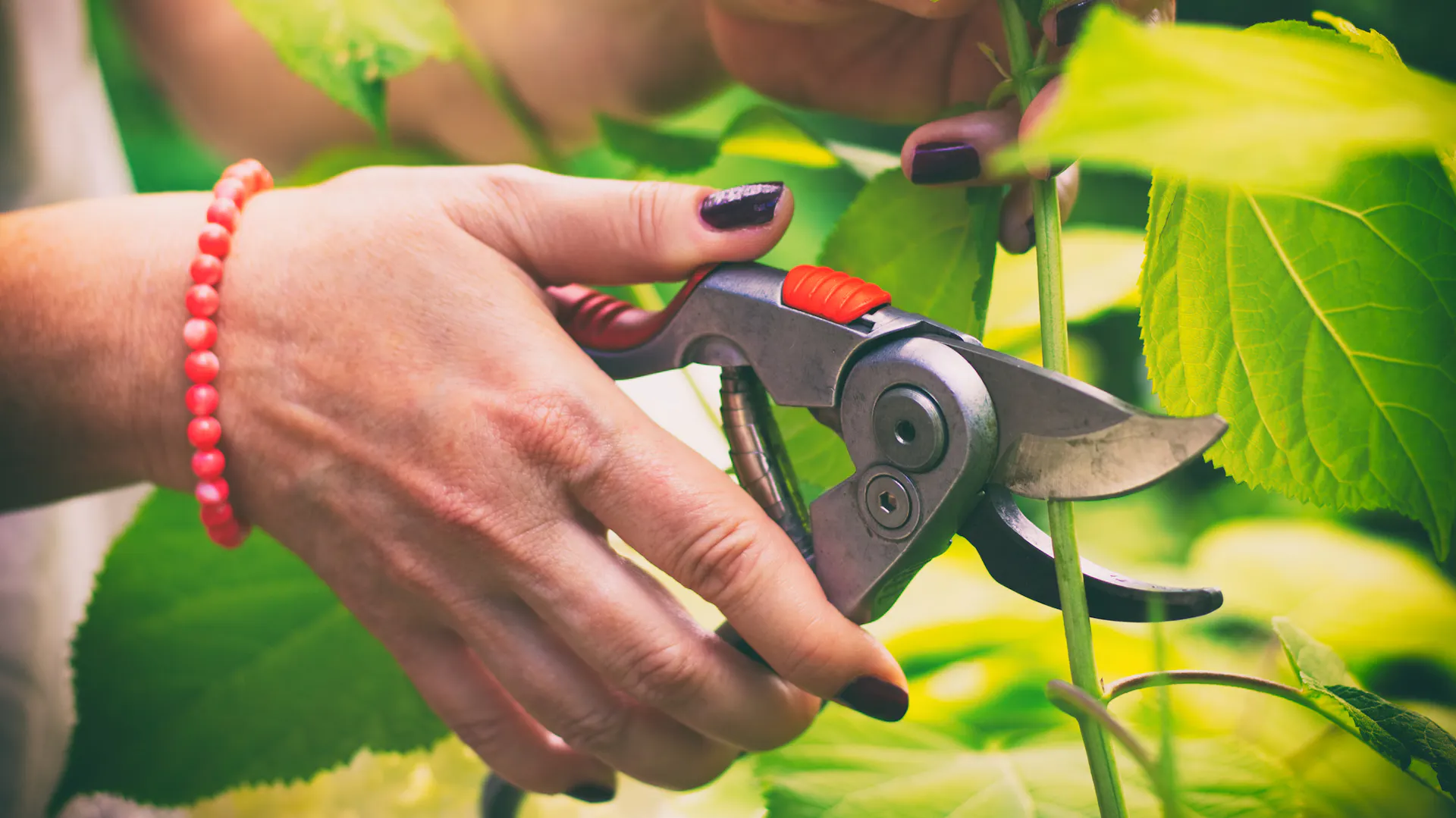 Žena stříhá rostlinu zahradnickými nůžkami.