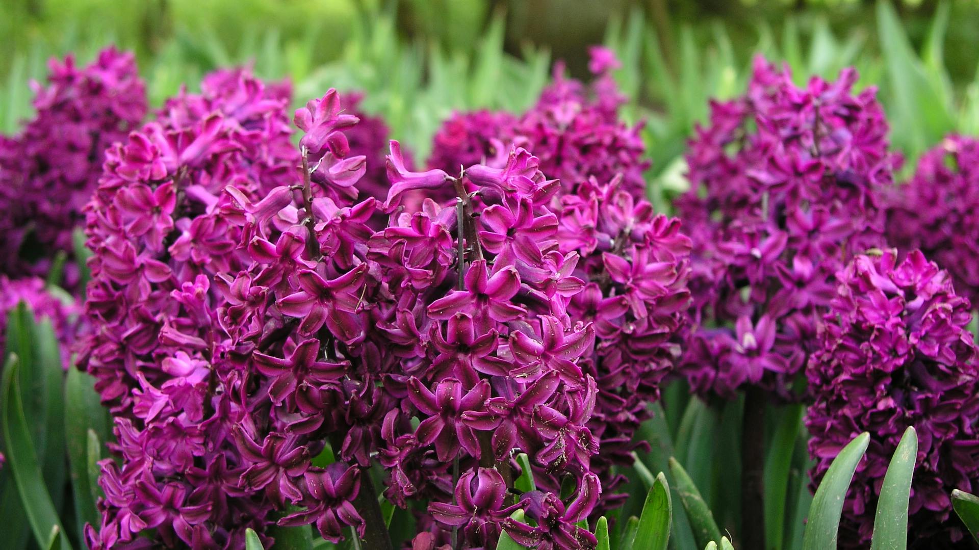 In dunklem Pink blühende Hyazinthen.