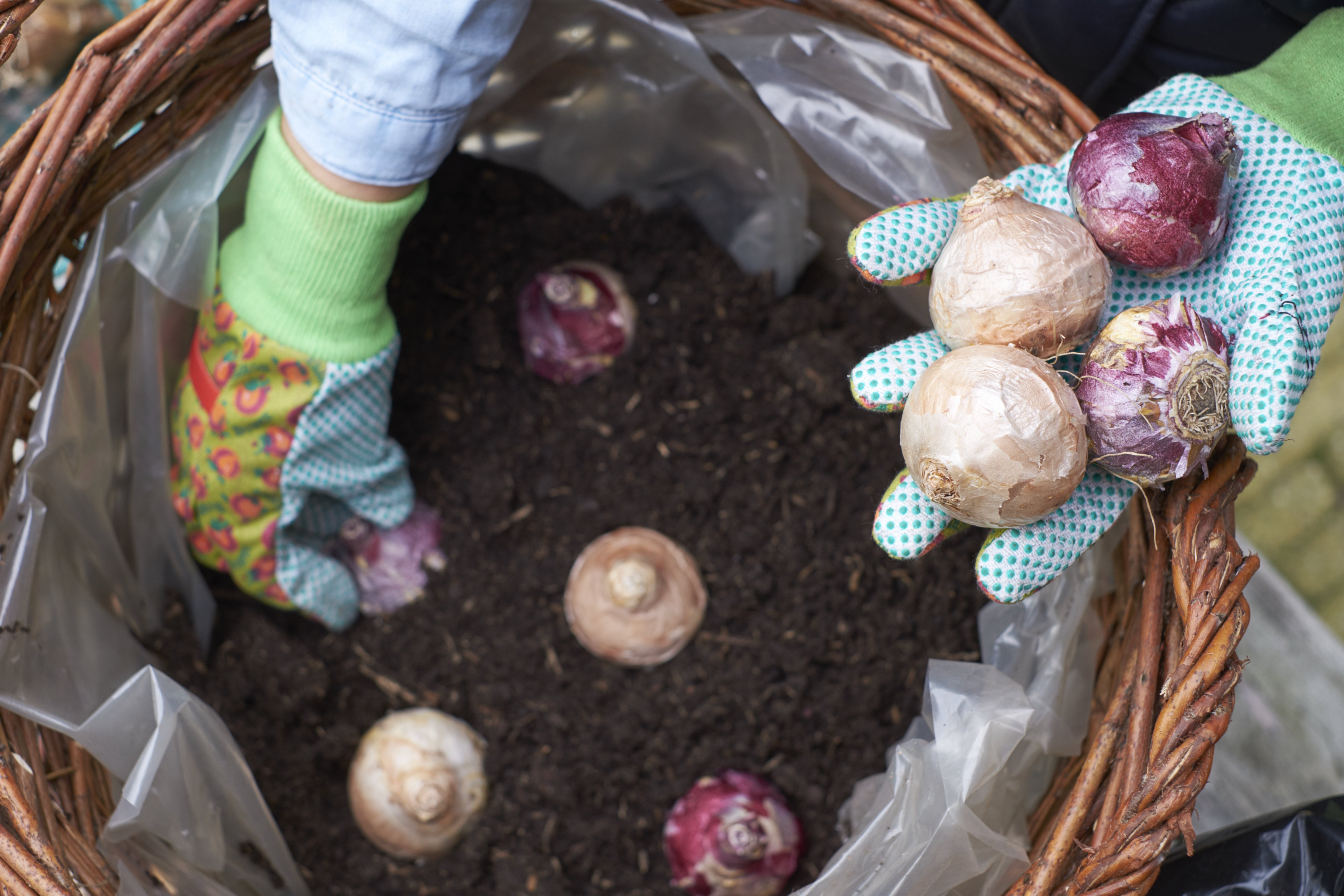 Mit Gartenhandschuhen werden Zwiebeln in einem mit Erde gefüllten Pflanzkorb platziert.
