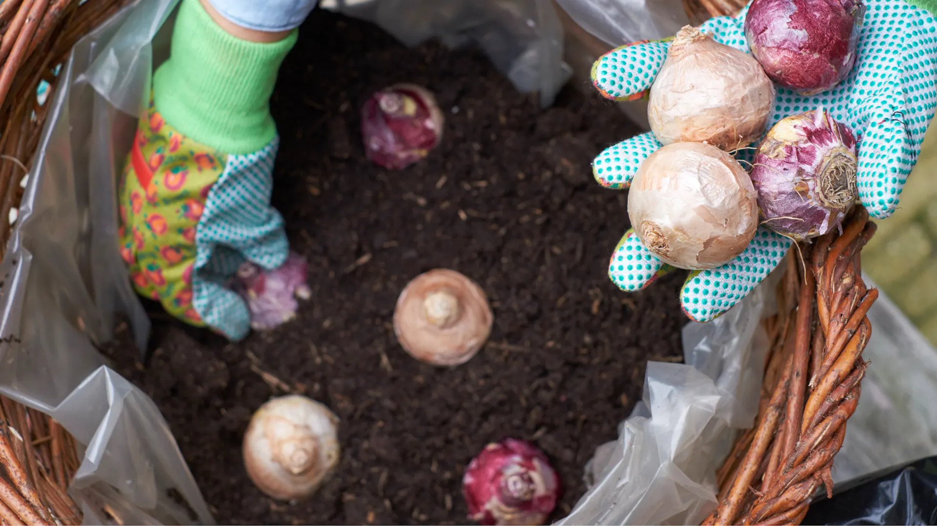Mit Gartenhandschuhen werden Zwiebeln in einem mit Erde gefüllten Pflanzkorb platziert.