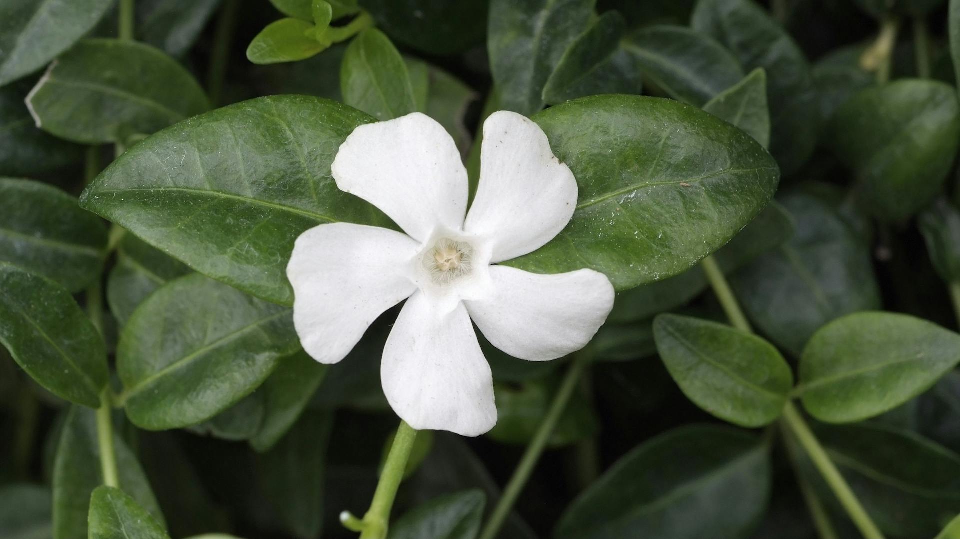 Blühender Immergrün