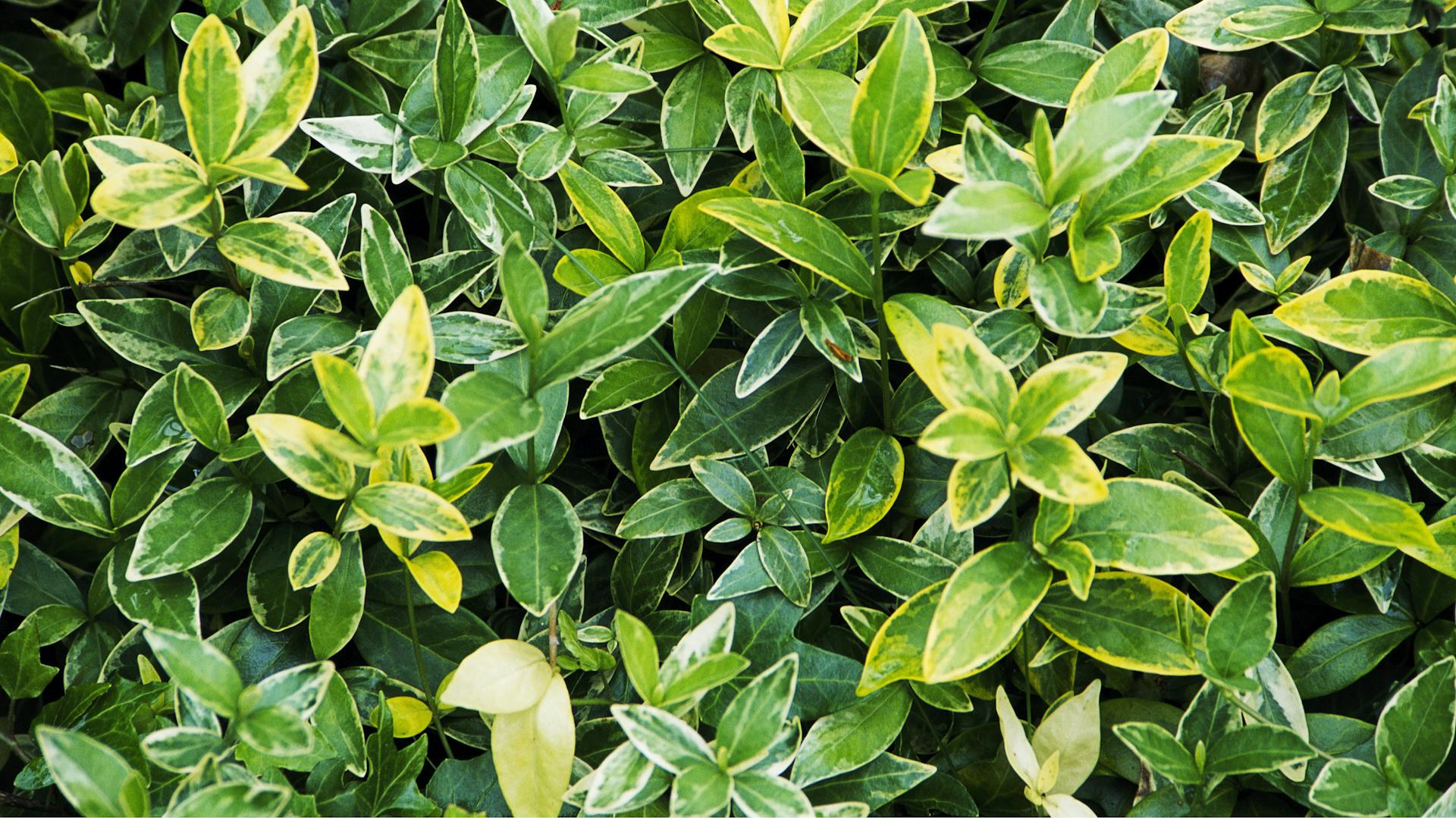 Nahaufname Immergrün