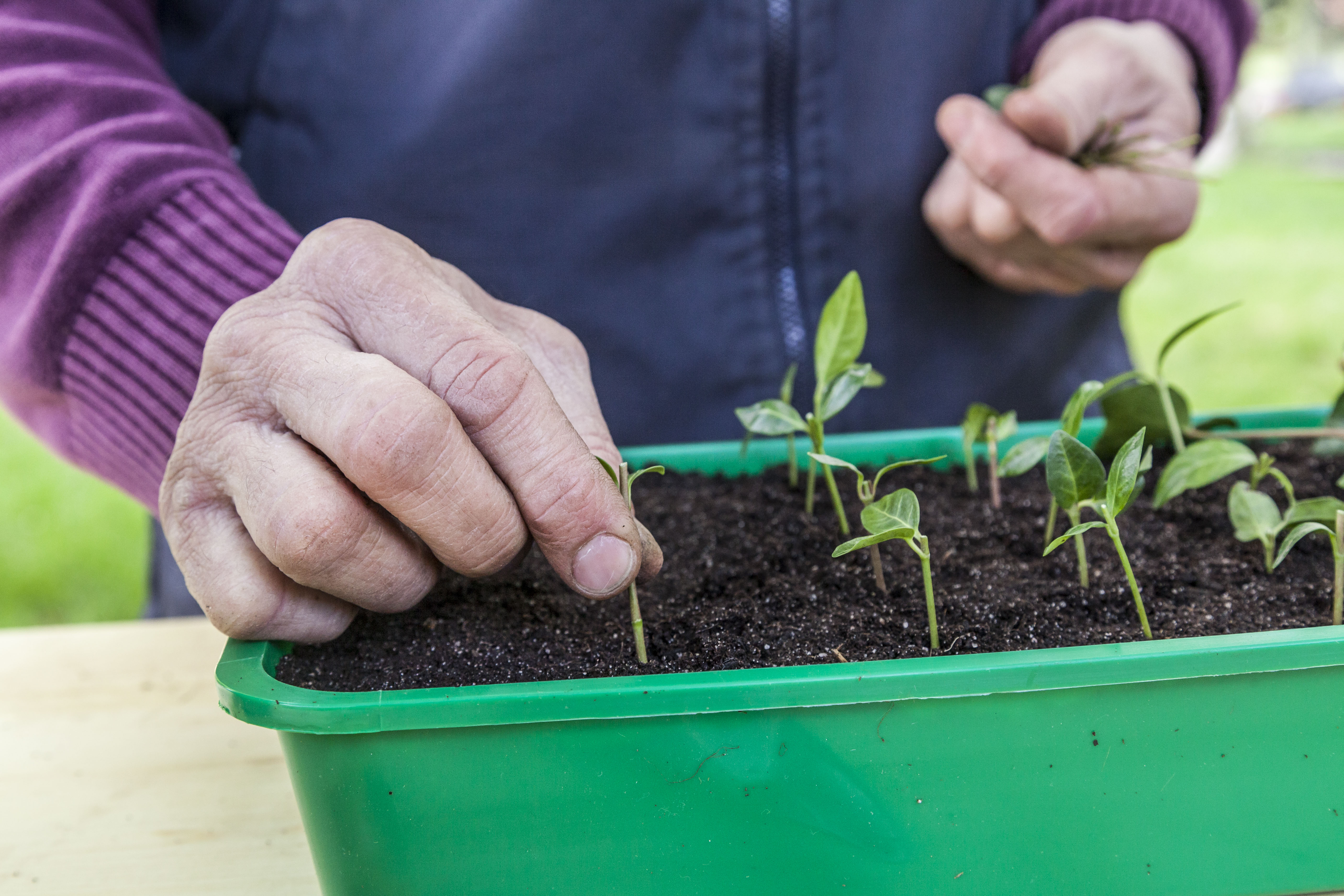 Immergrün (Vinca) pflegeleichter Bodendecker OBI