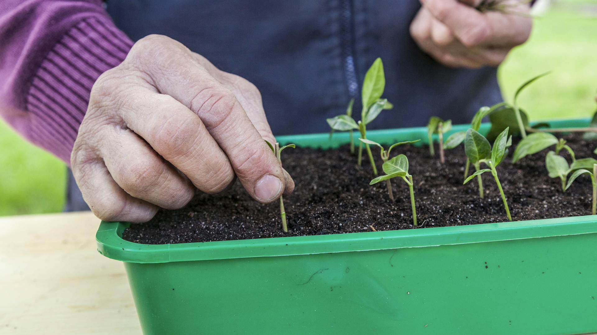 Ein Mann setzt Stecklinge vom Immergrün zur Vermehrung in feuchte Erde.