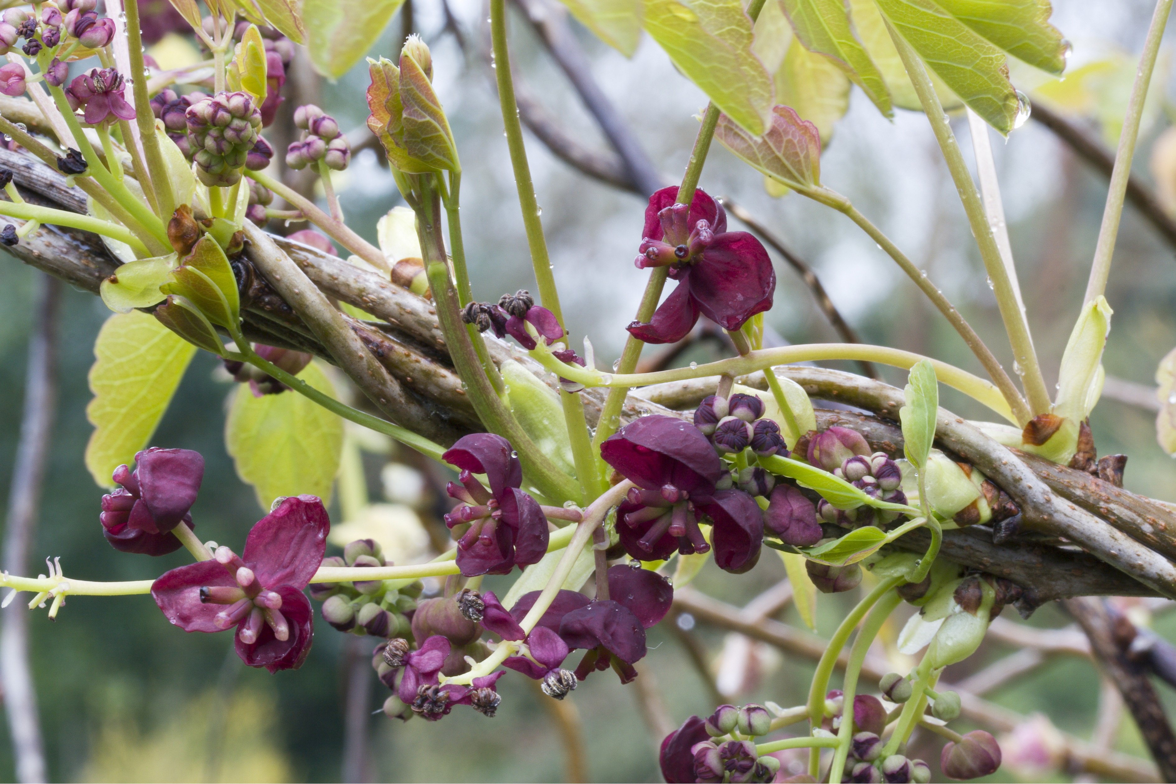 Nahaufnahme einer blühenden Akebie im Garten. Die dunkellilanen Blüten stehen vor hellgrünen Blättern.