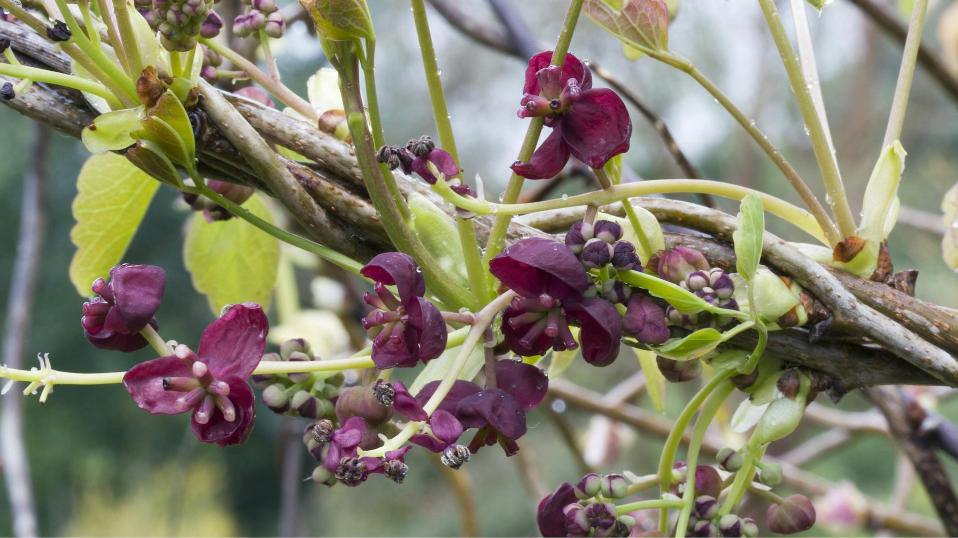 Nahaufnahme einer blühenden Akebie im Garten. Die dunkellilanen Blüten stehen vor hellgrünen Blättern.
