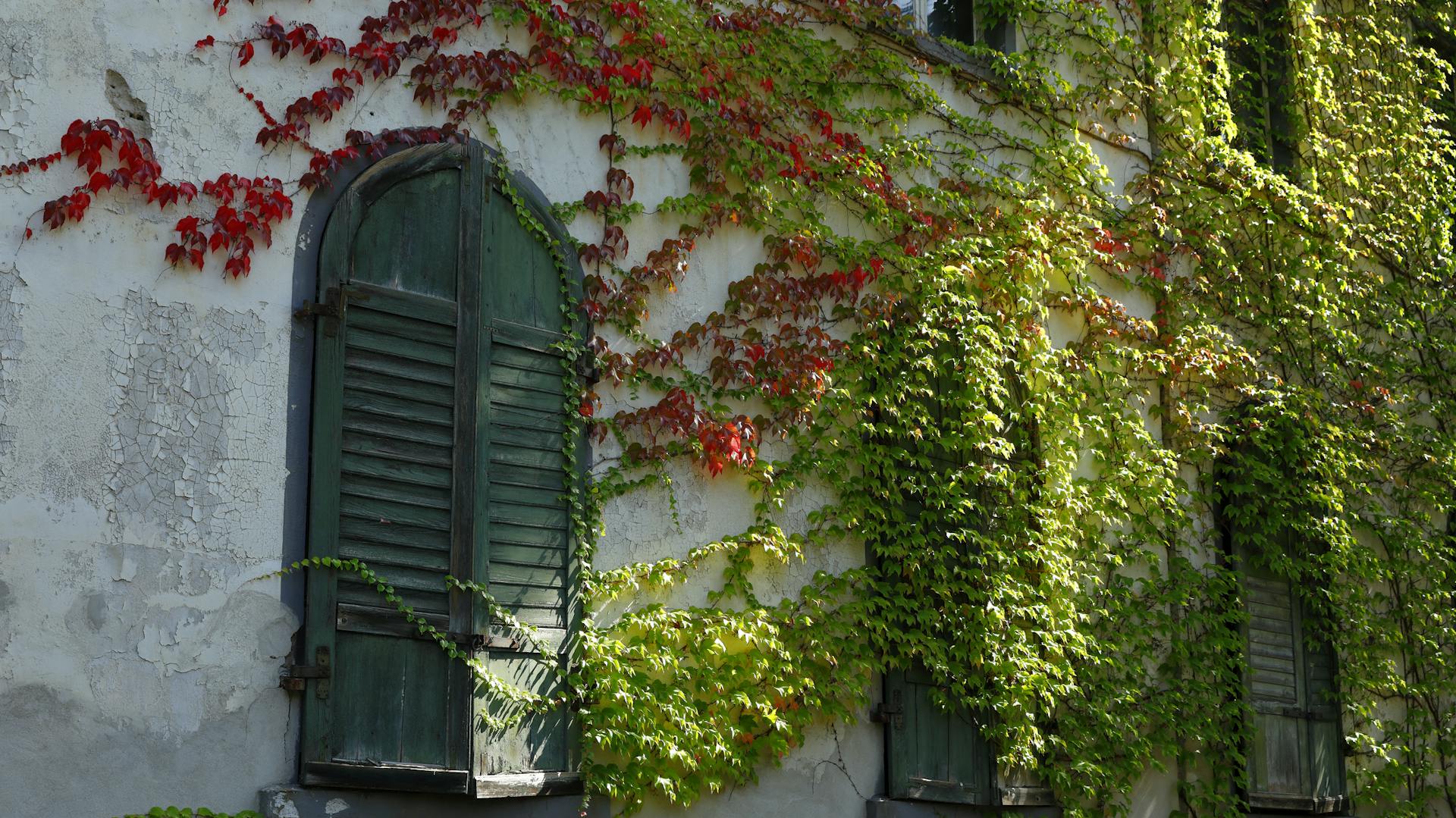 Hellgrünes und leuchtend rotes Efeu rankt an einer Hauswand empor.