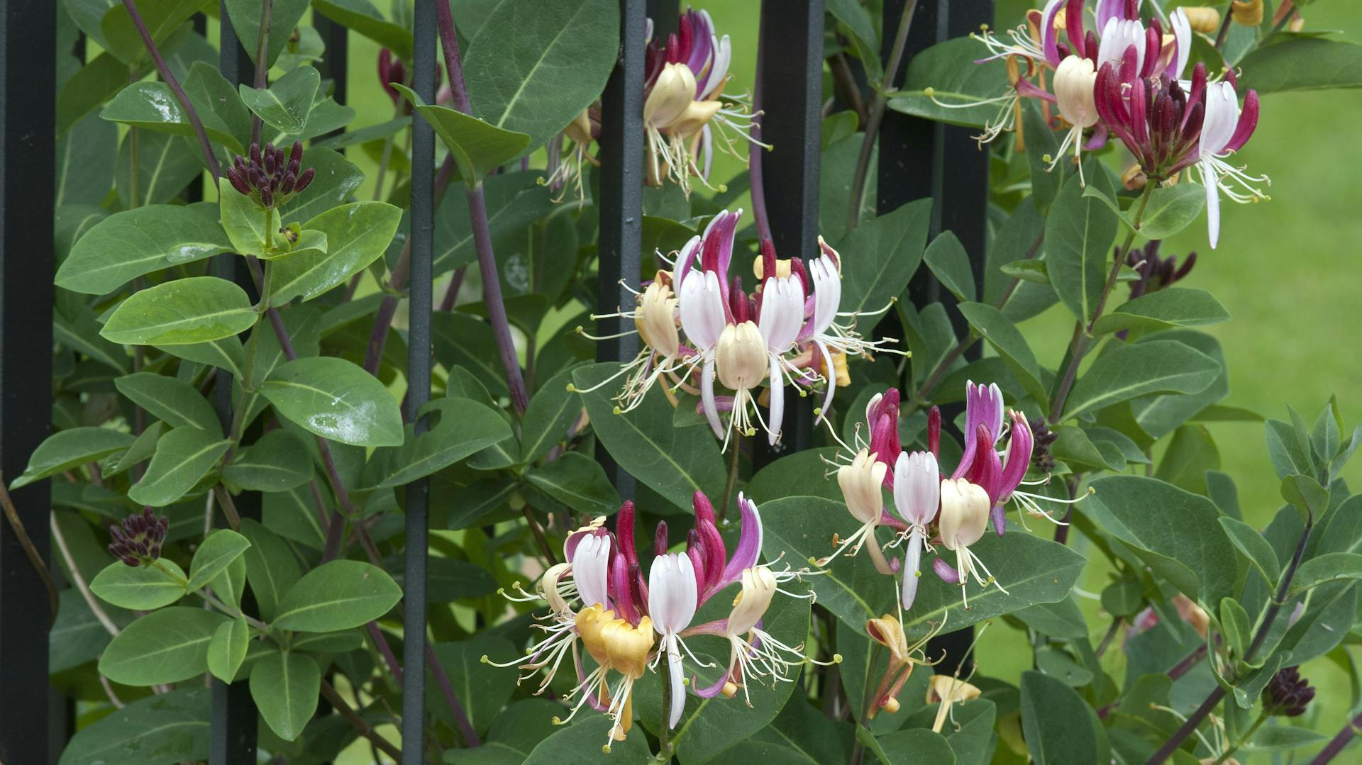 Geißblatt mit seinen auffälligen weiß-purpurnen Blüten an einem Metallzaun.