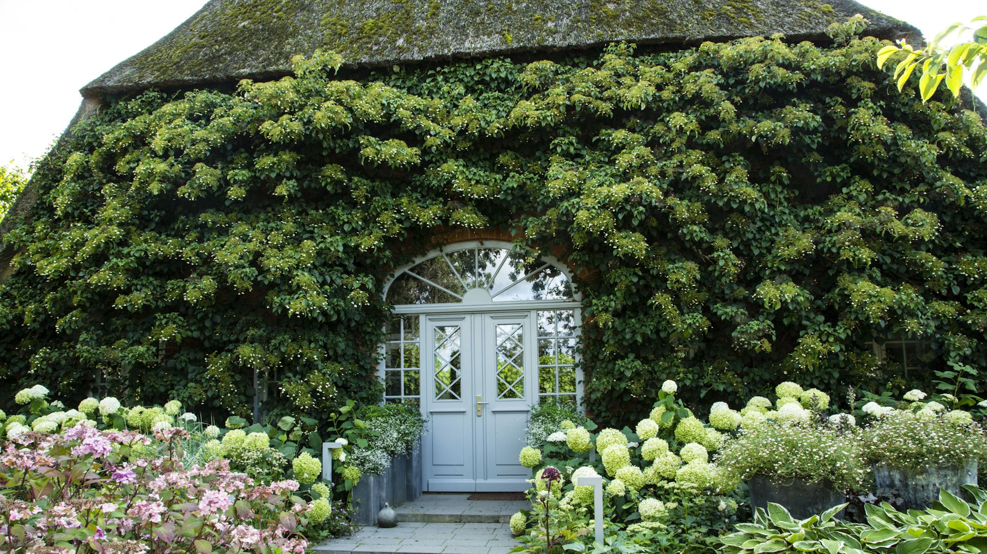 Kletterpflanzen – Ratgeber, Tipps und Wissenswertes | OBI