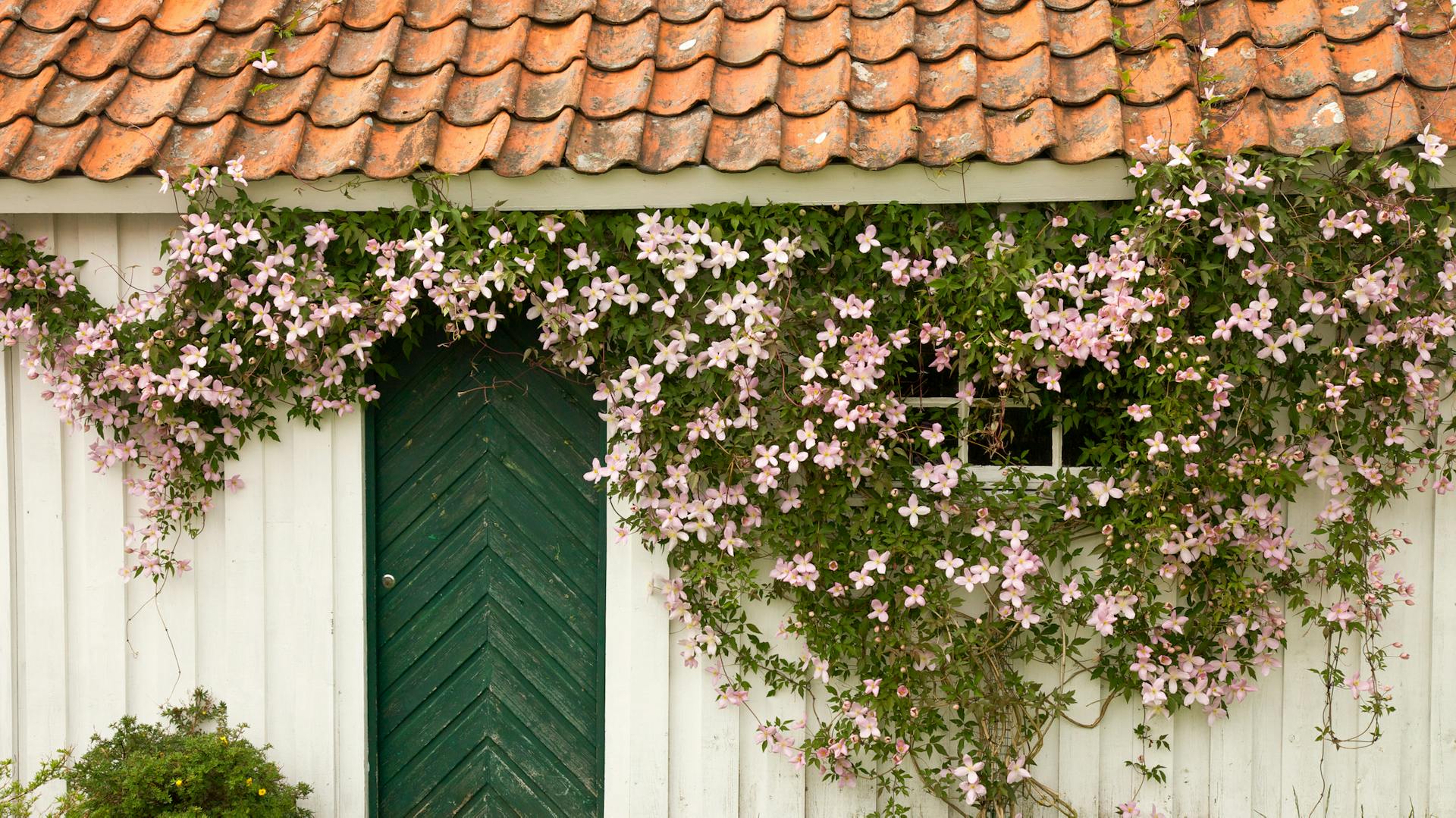 Eine blühende Waldrebe bedeckt die hölzerne Wand eines Hauses.