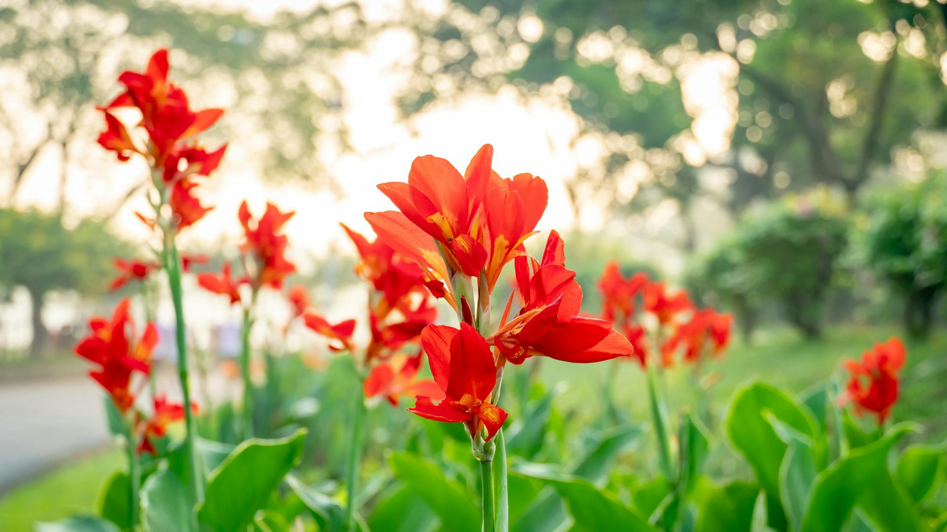 Nahaufnahme eines rot blühendem Indischen Blumenrohrs.