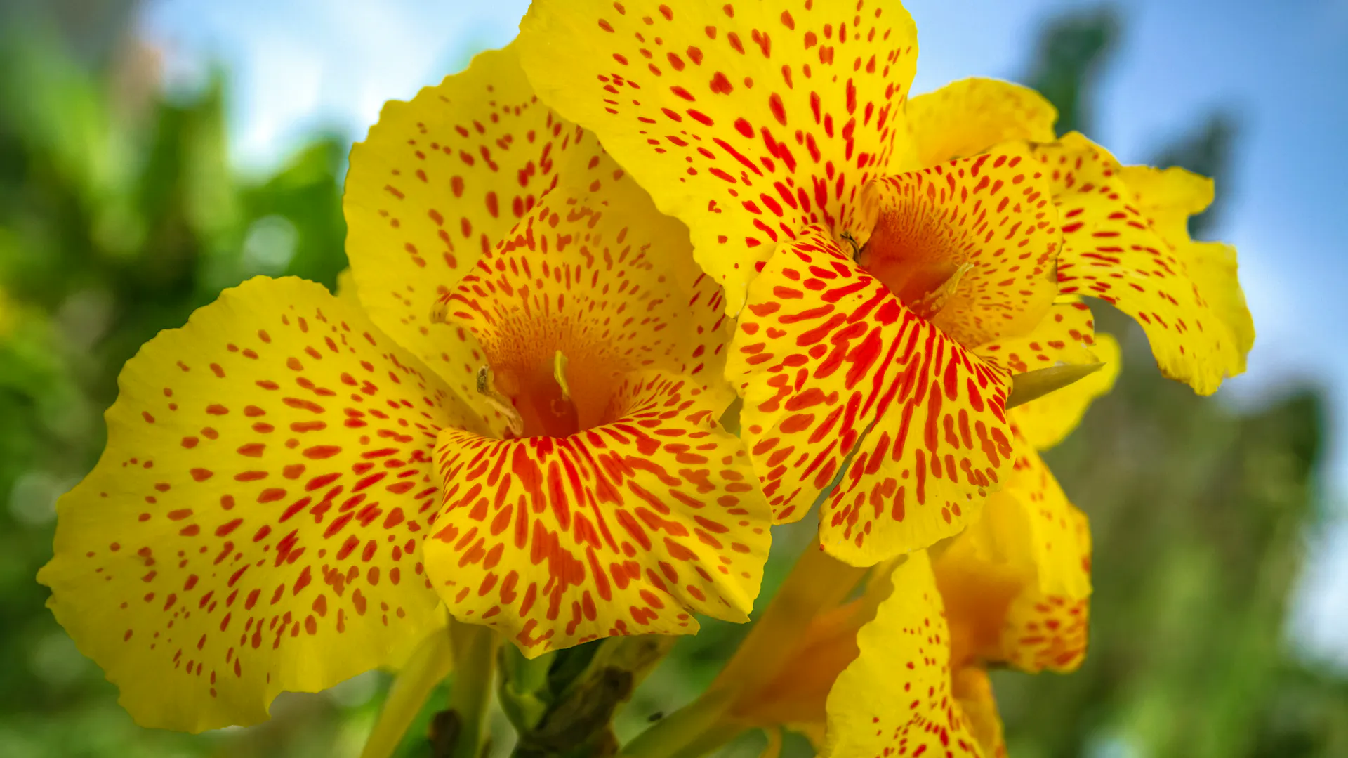Nahaufnahme eines Indischen Blumenrohrs mit gelb-roter Blüte.