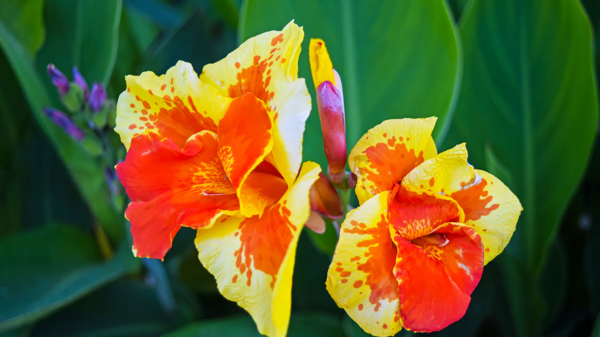 Nahaufnahme des Indischen Blumenrohrs der Sorte „Lucifer“.