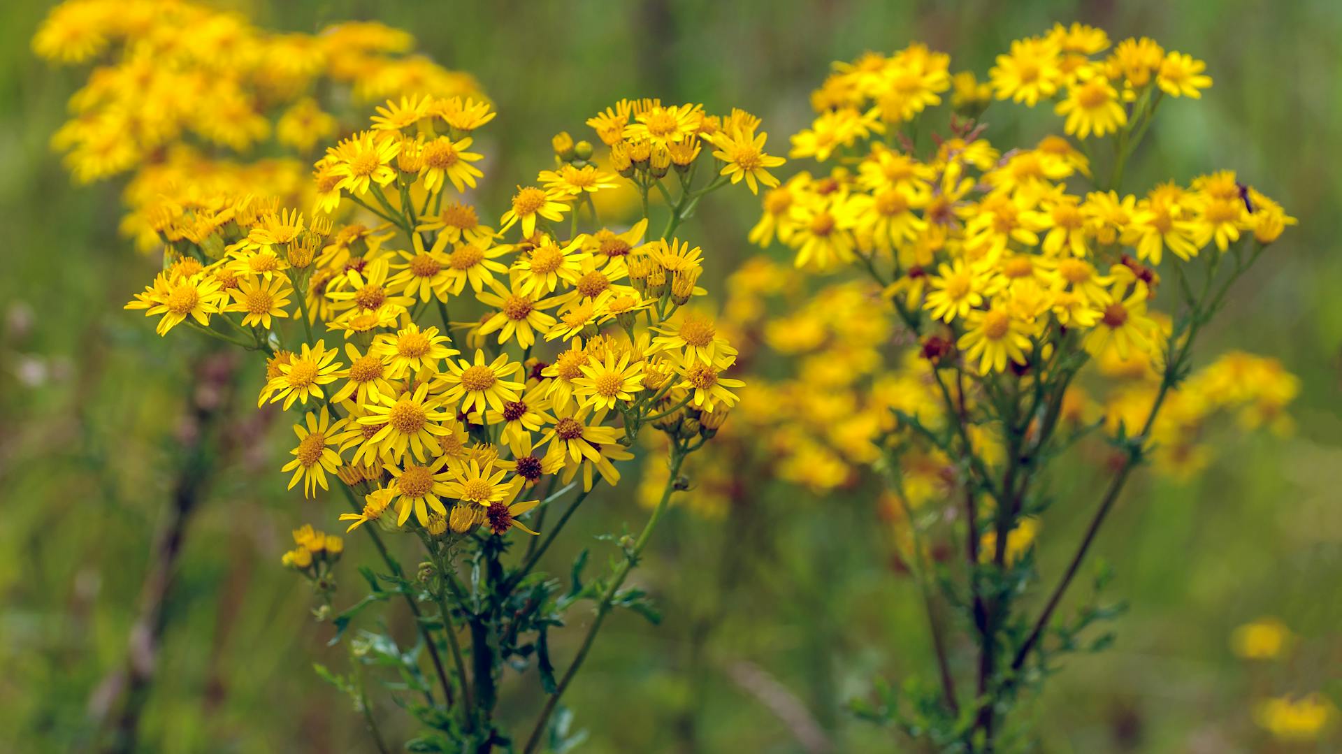 Jakobskreuzkraut mit gelben Blüten.