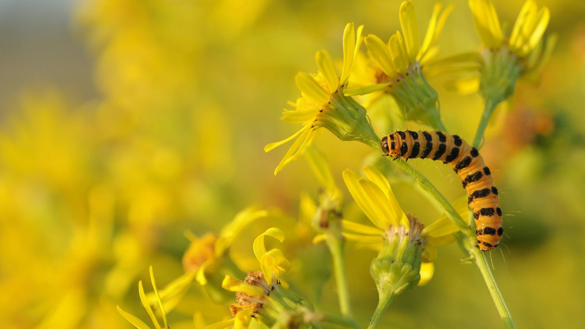 Eine Raupe sitzt auf einer Jakobskreuzkrautblüte.