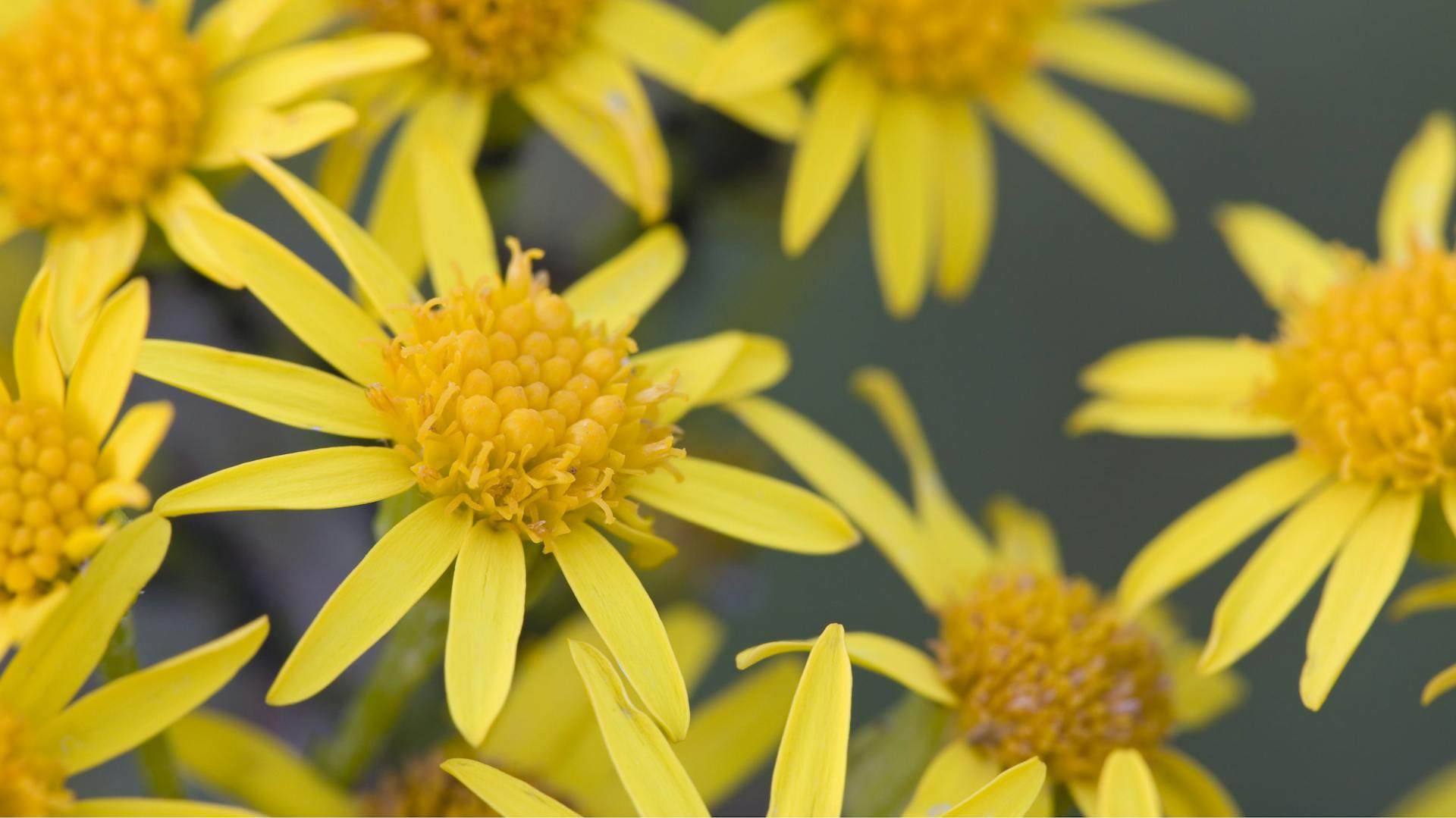 Gelbe Blüten des Jakobskreuzkrauts.