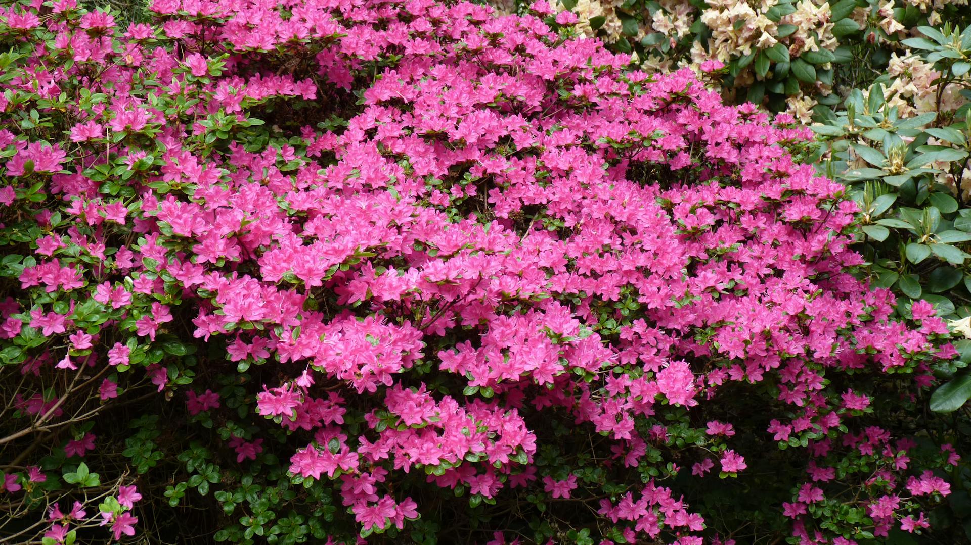 Japán azálea az előkertben