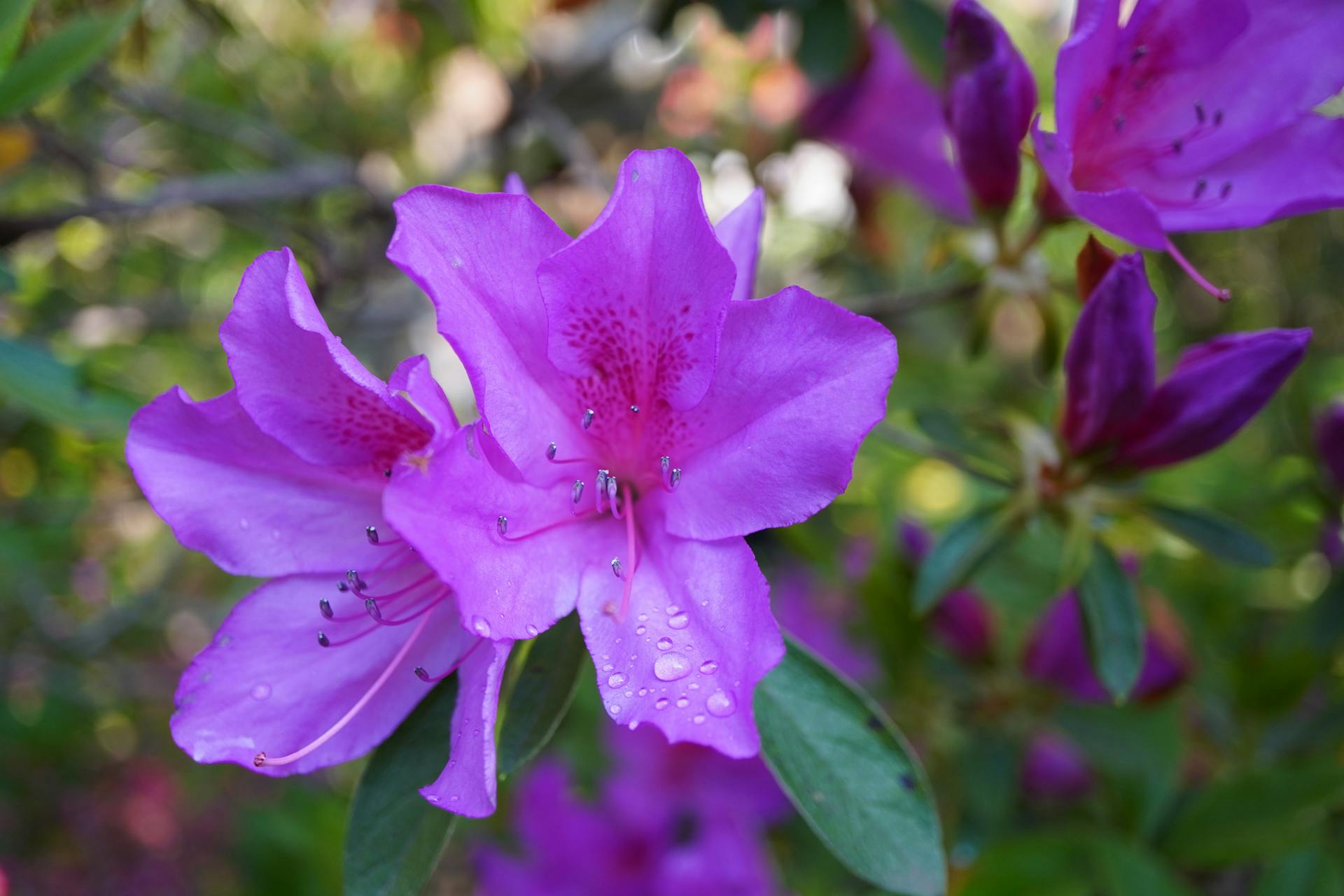 A japán azálea virágzata