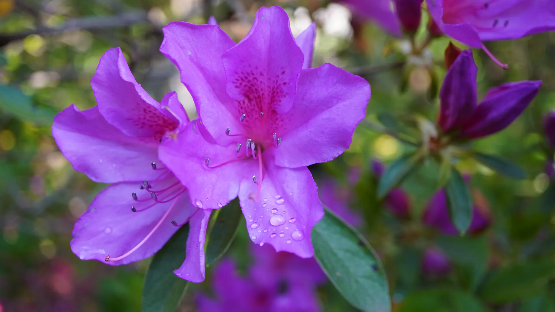 Blüte der Japanischen Azalee