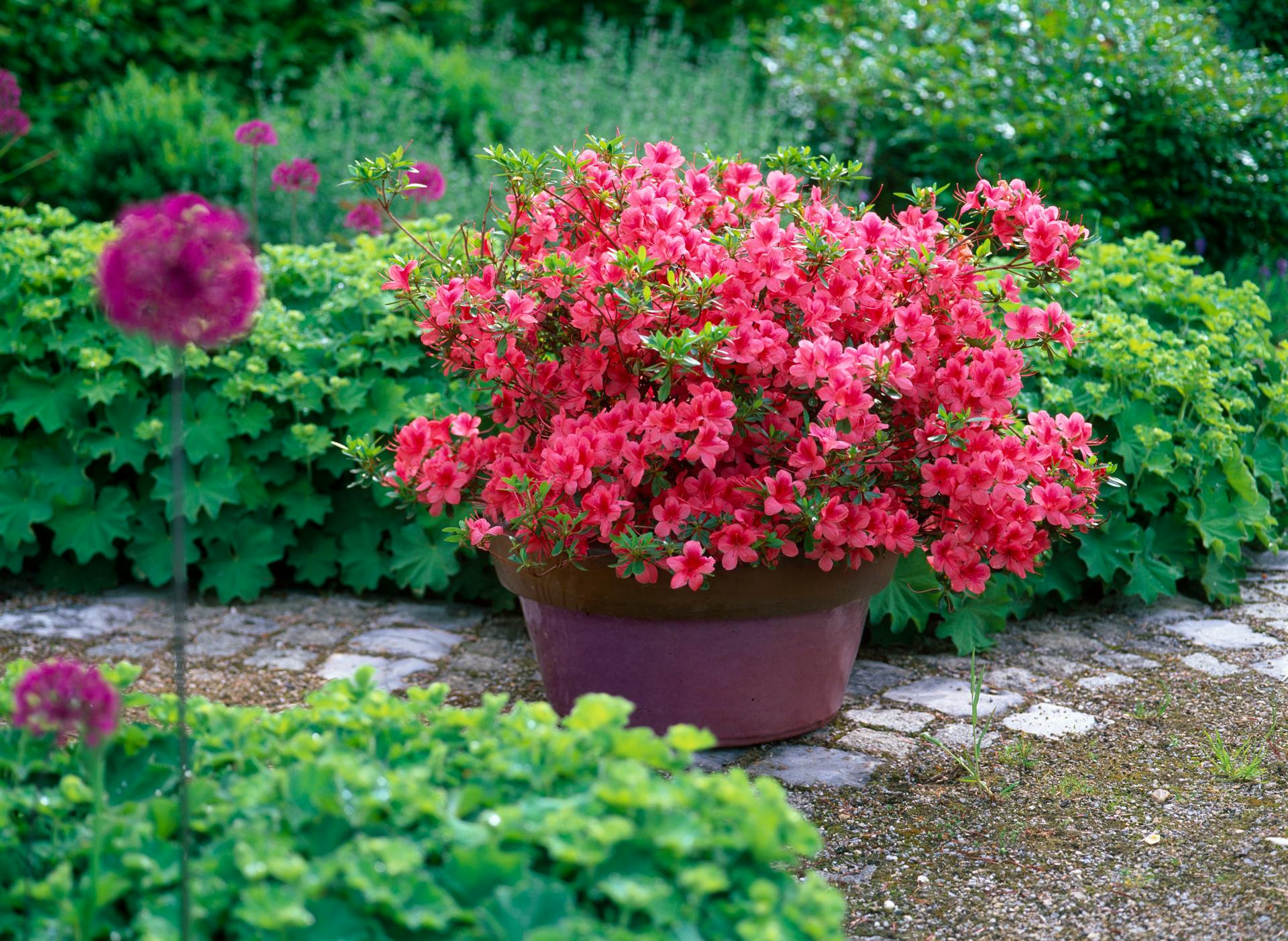 Japán azálea dézsában, a kertben