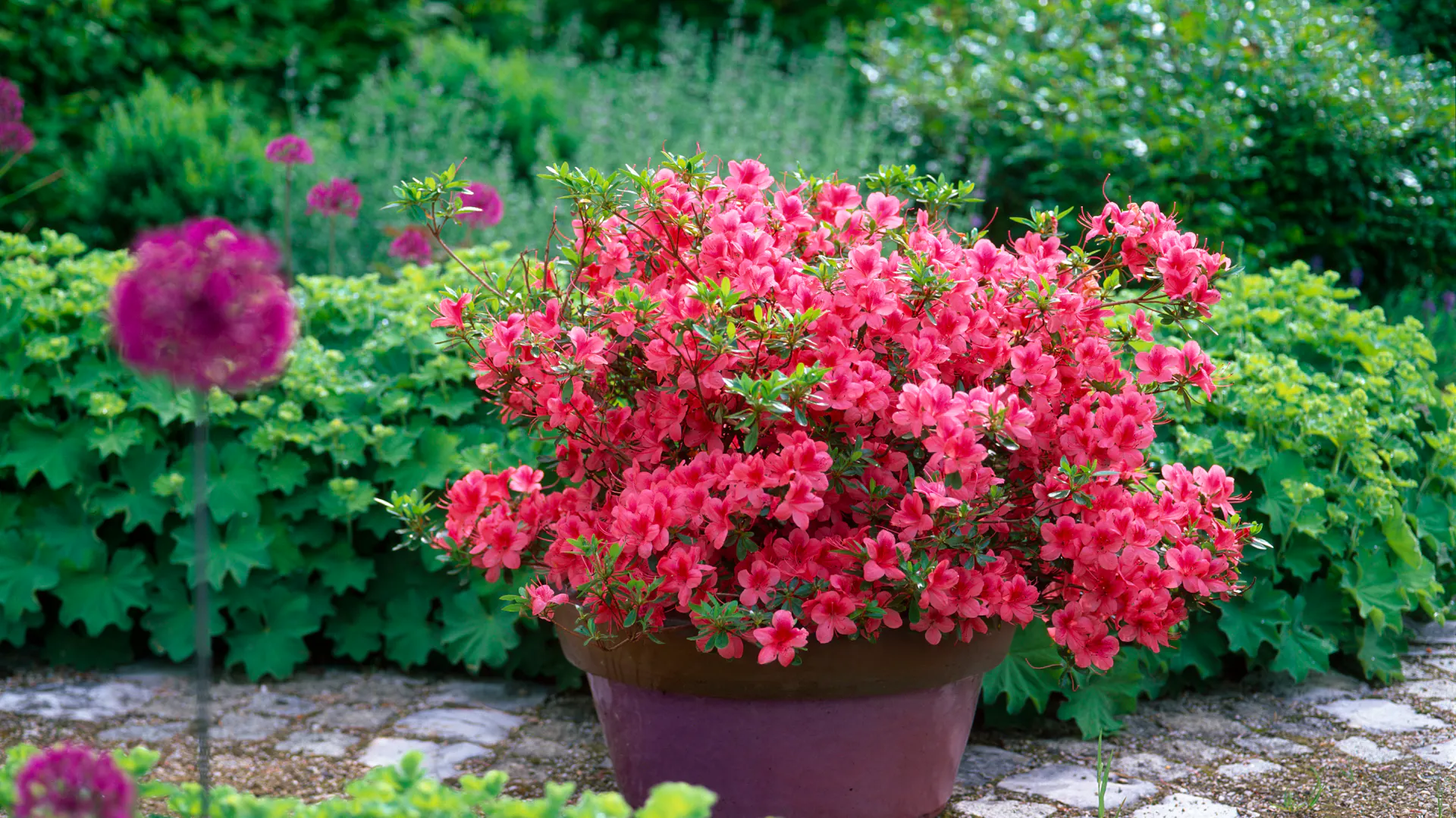 Japanische Azaleen im Kübel im Garten