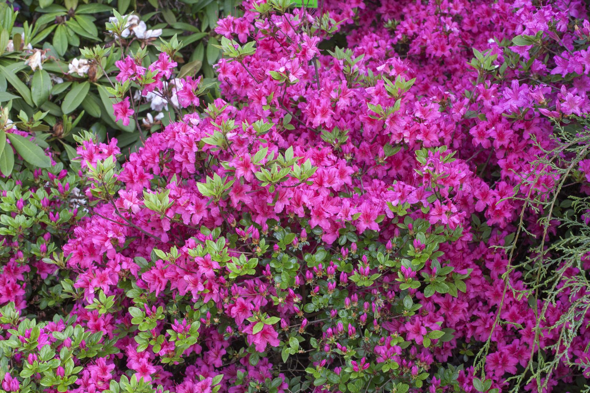 A „Favorite” japán azálea fajta