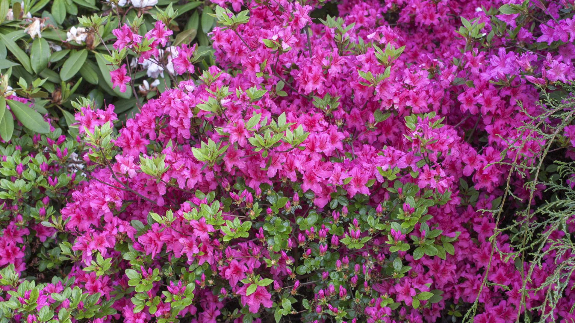 Japanische Azaleen – Eigenschaften im Überblick | OBI