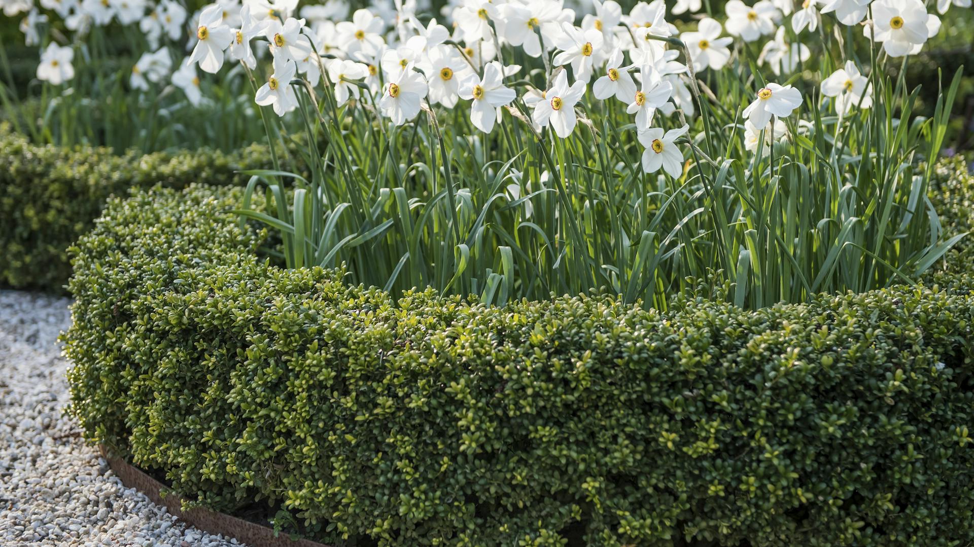 Japanische Stechpalme als Beeteinfassung