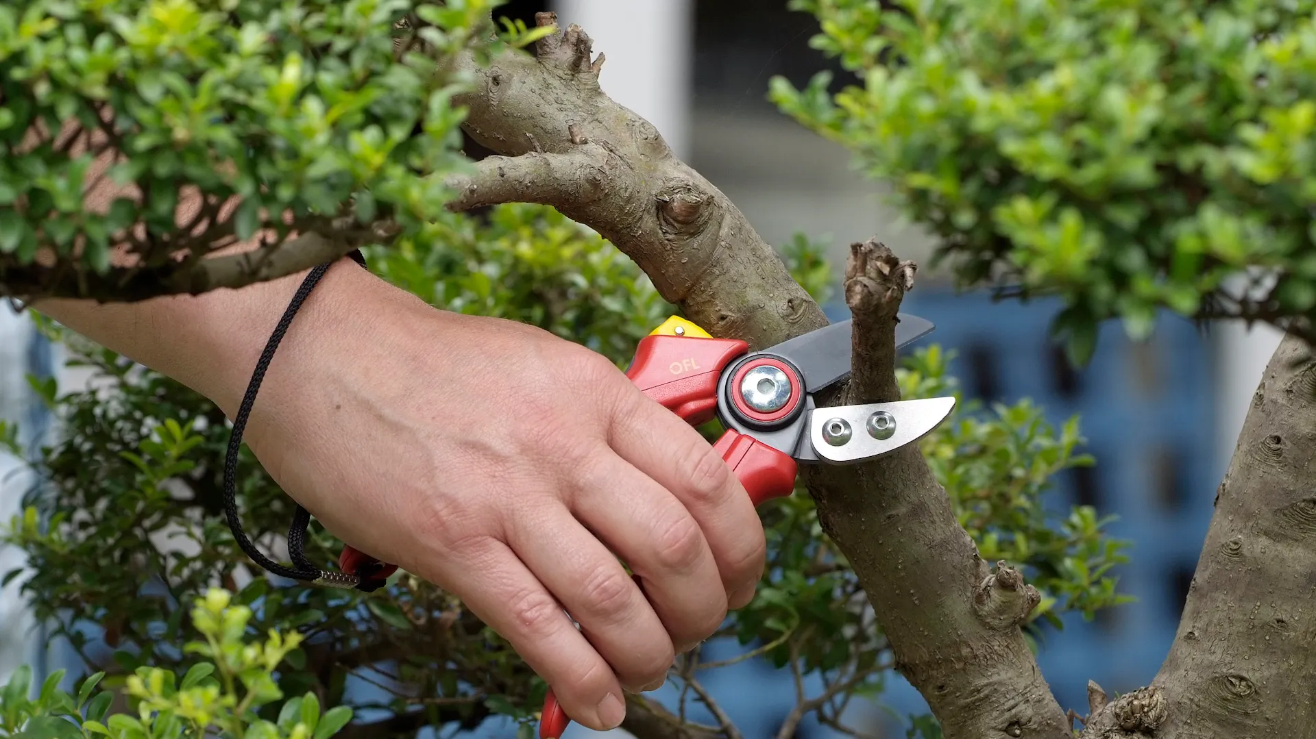 Japanische Stechpalme schneiden
