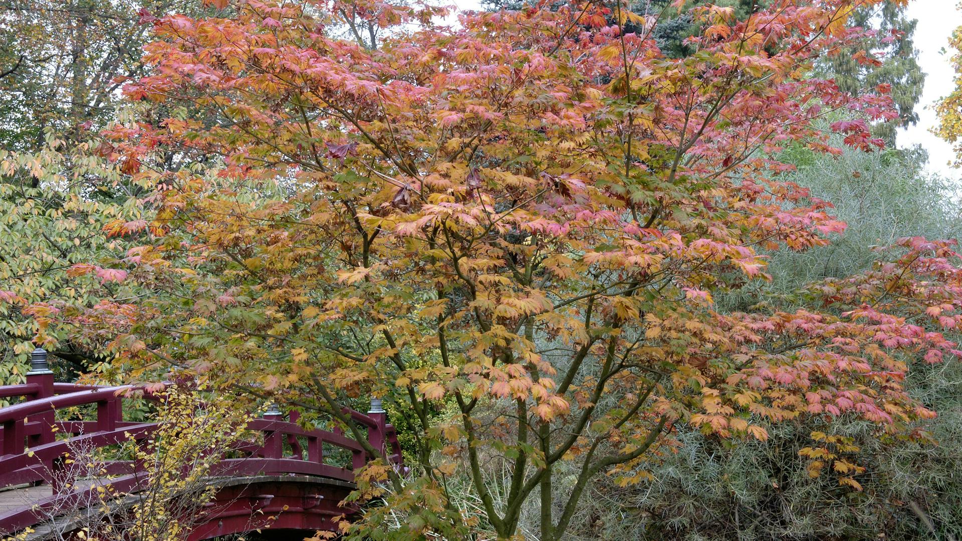 Japanischer Ahorn im Herbst