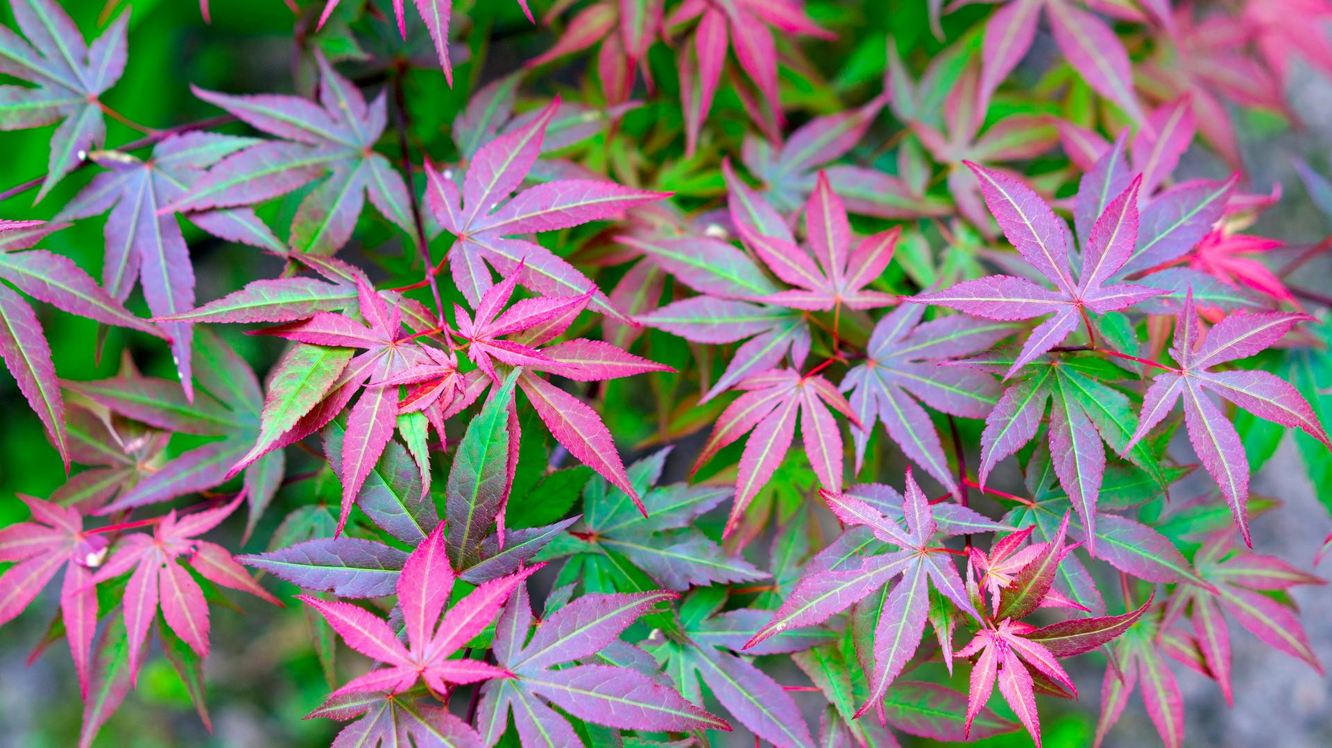 Blätter des Japanischen Ahorns