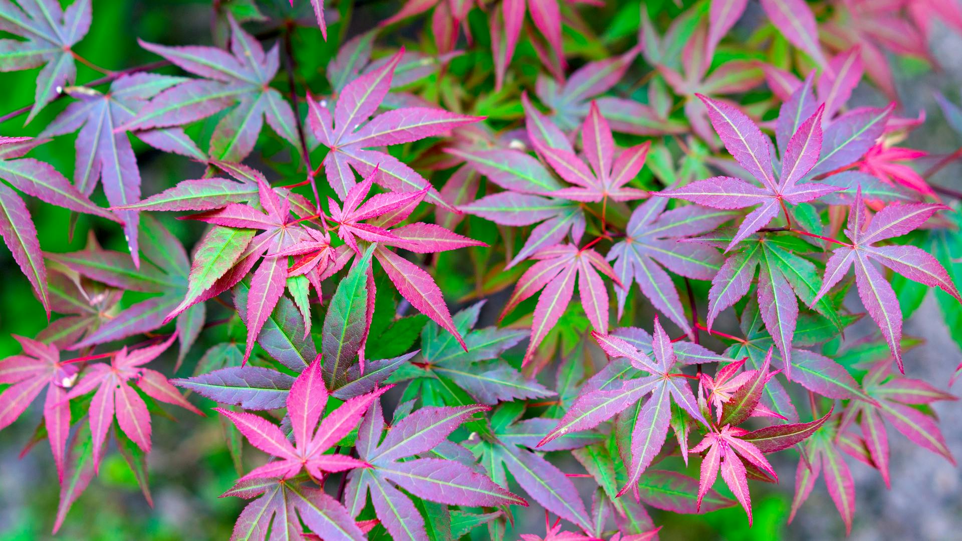 Japán juhar kertben